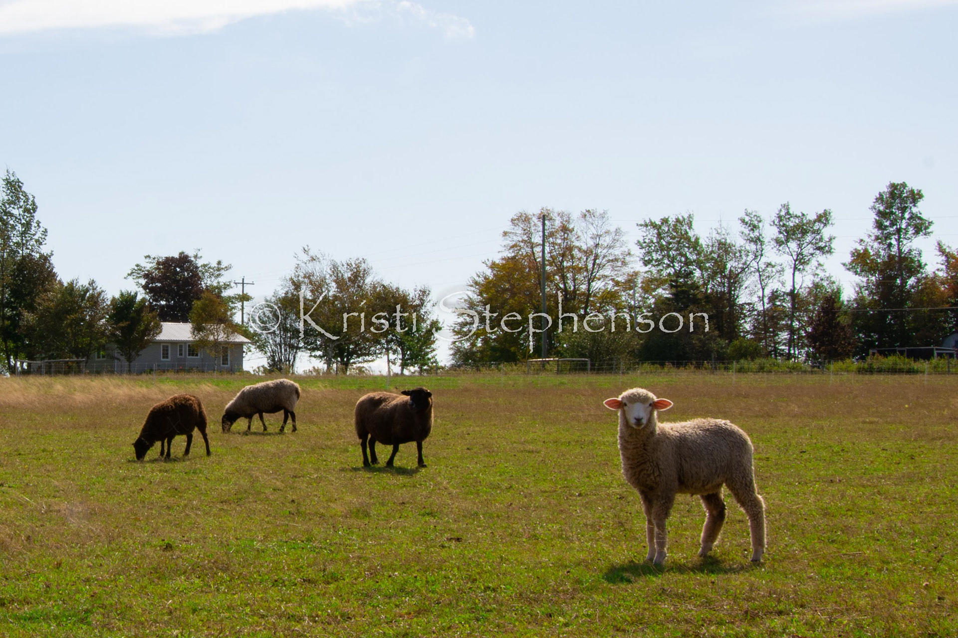 Inquisitive Lamb