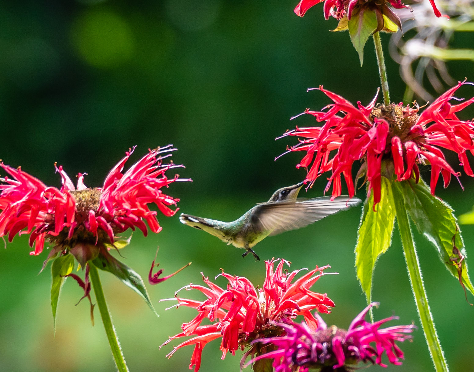 Petals Flying