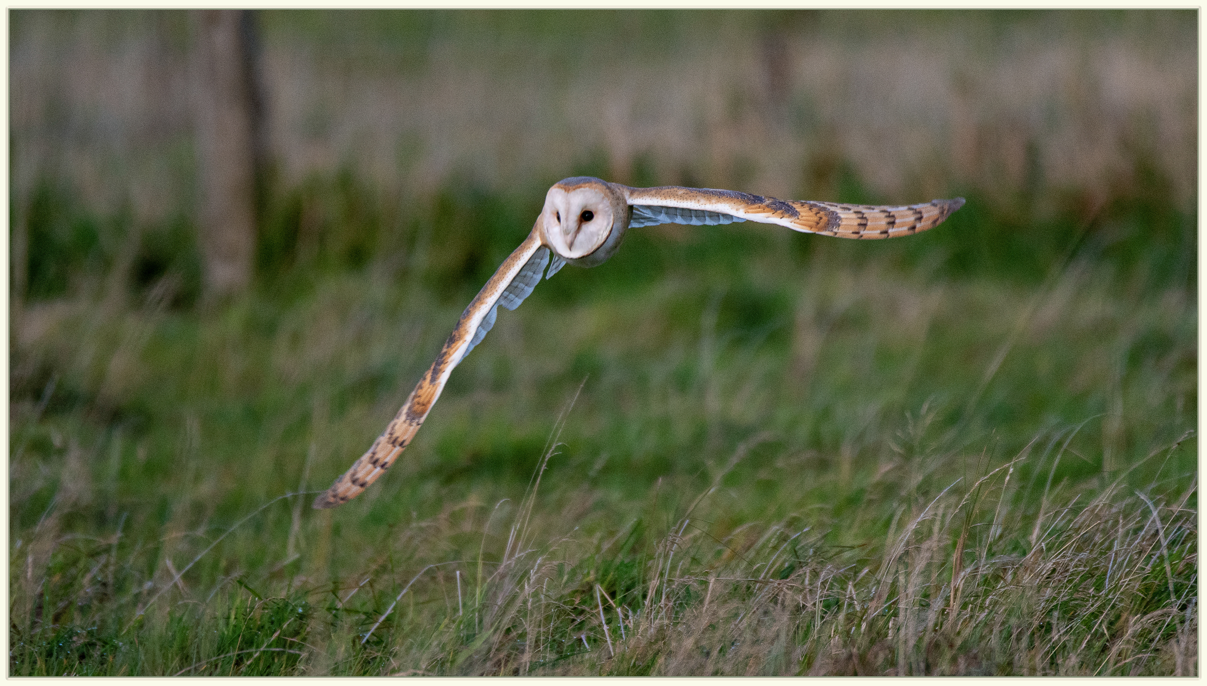 Barn Owl