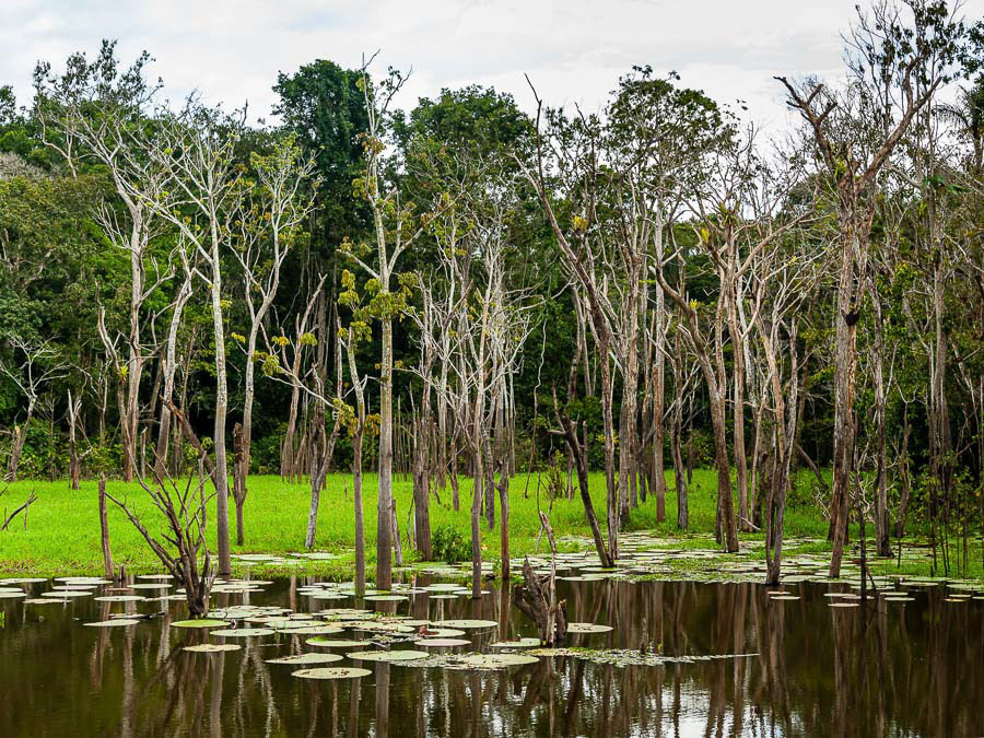 268 AMAZONAS