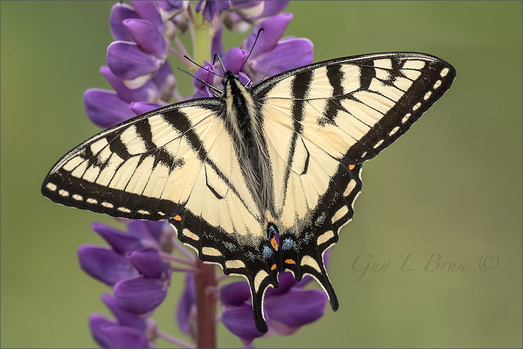 Canadian Tiger Swallowtail/ Papillon tigré du Canada. NB, Canada. (E197530). © Guy L Brun