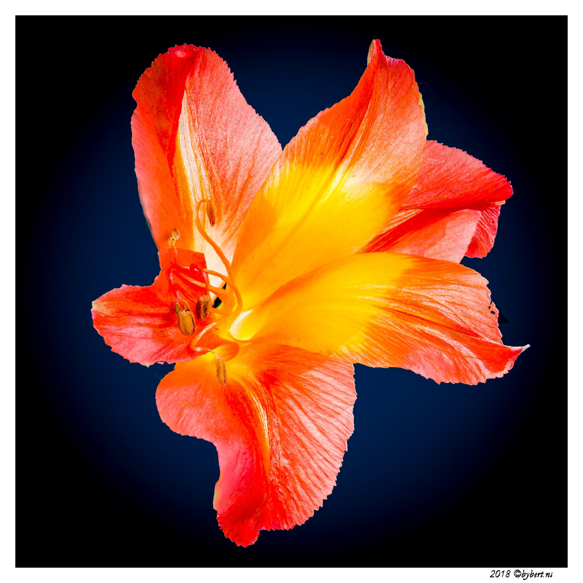 bloemen