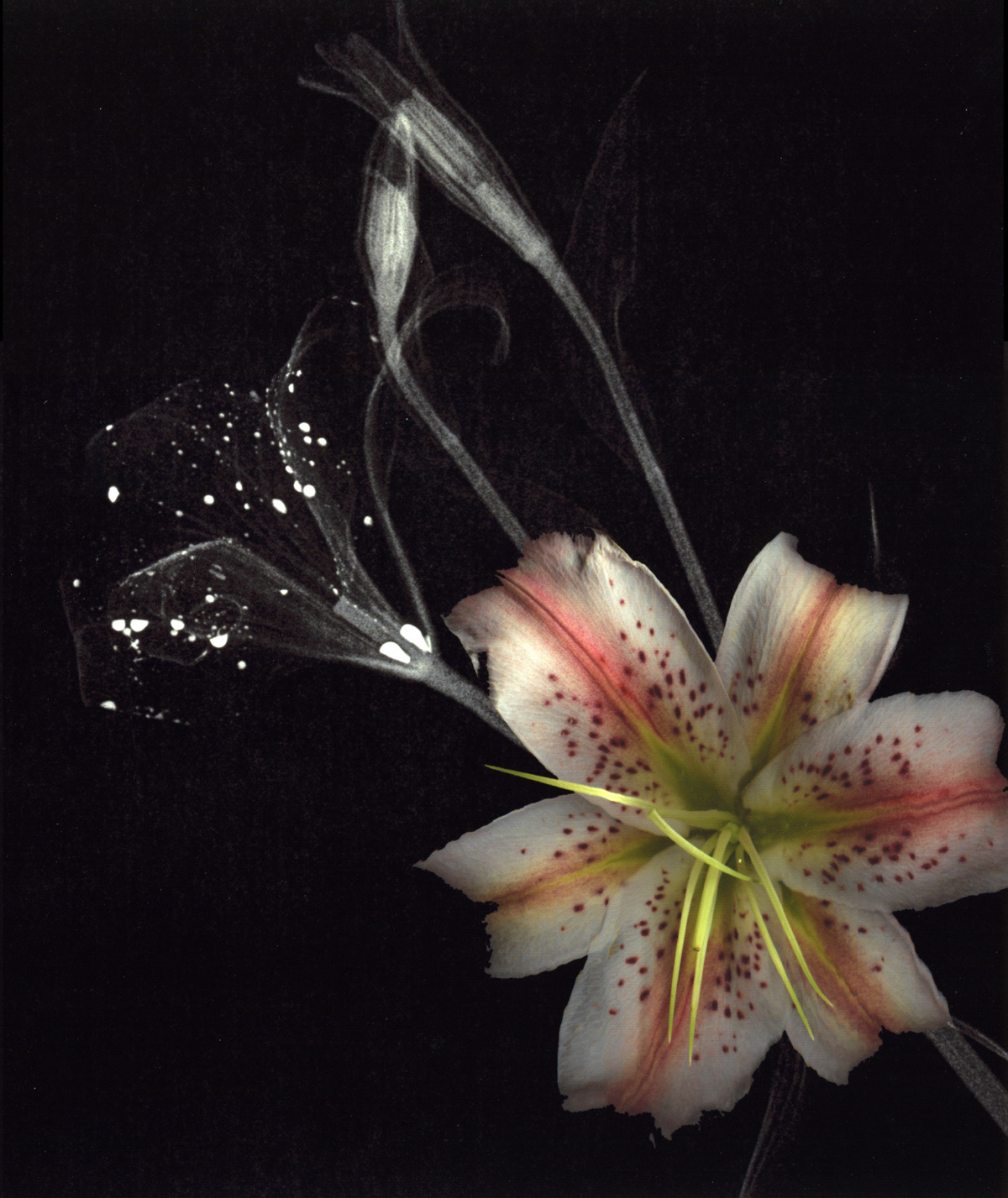 isabella mcgrath XRay Flowers, First Generation
