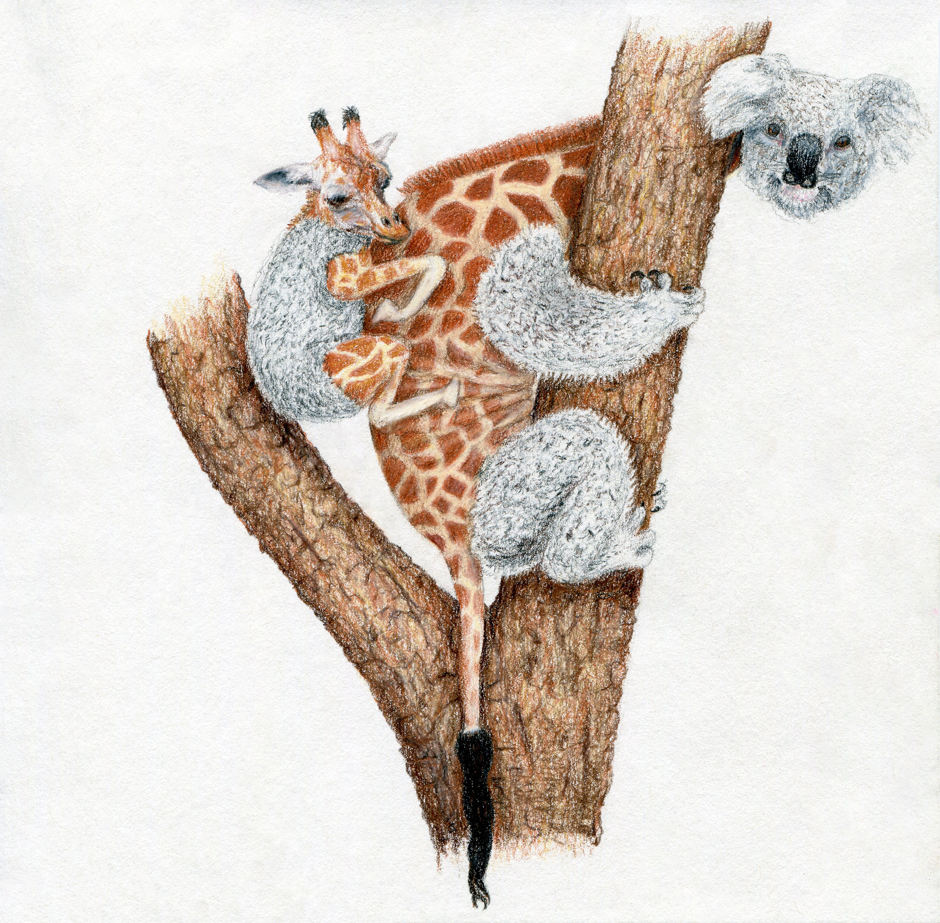 January: The Koaliraffe