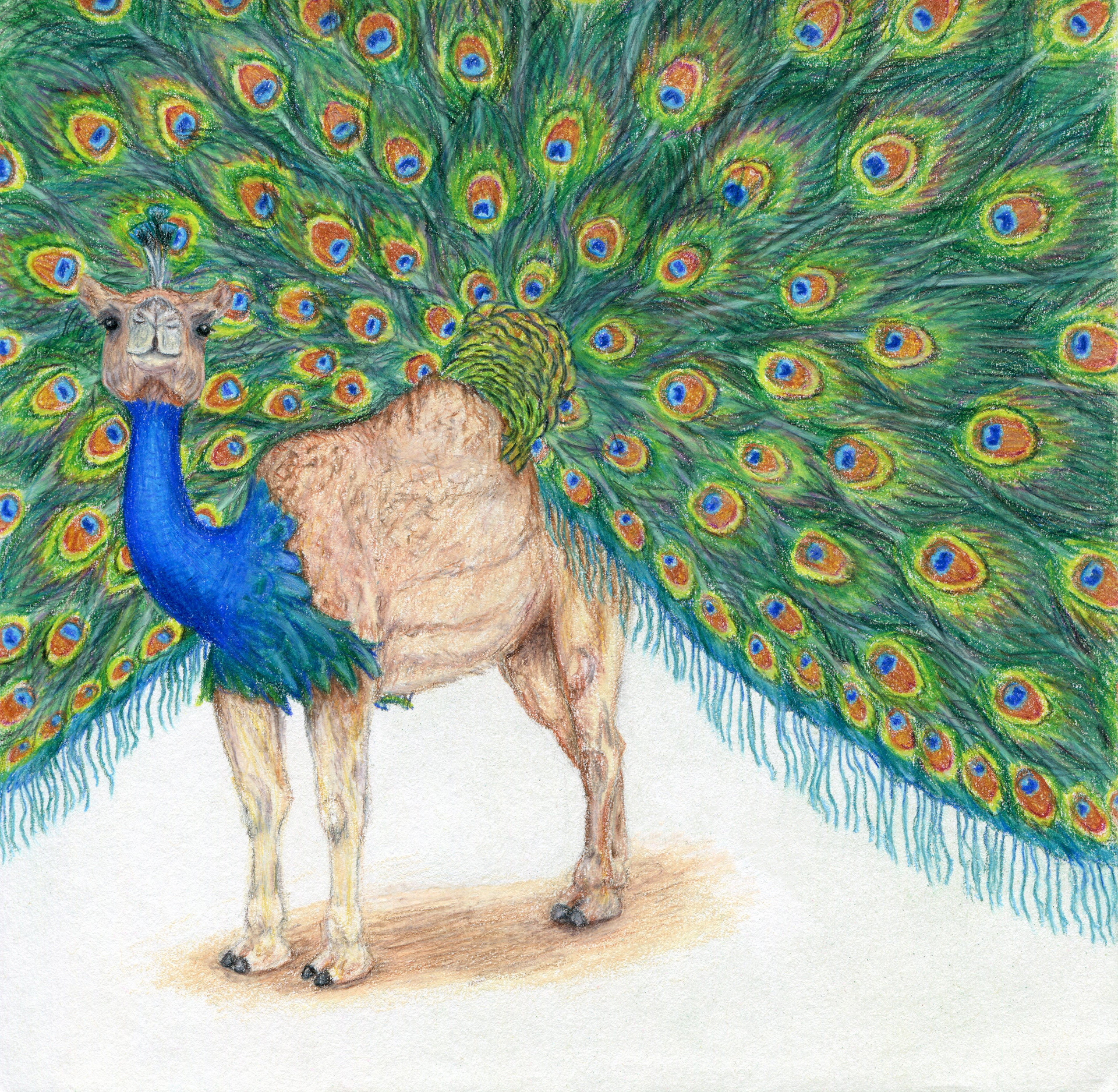 July: The Dromedary Blue Peacocamel