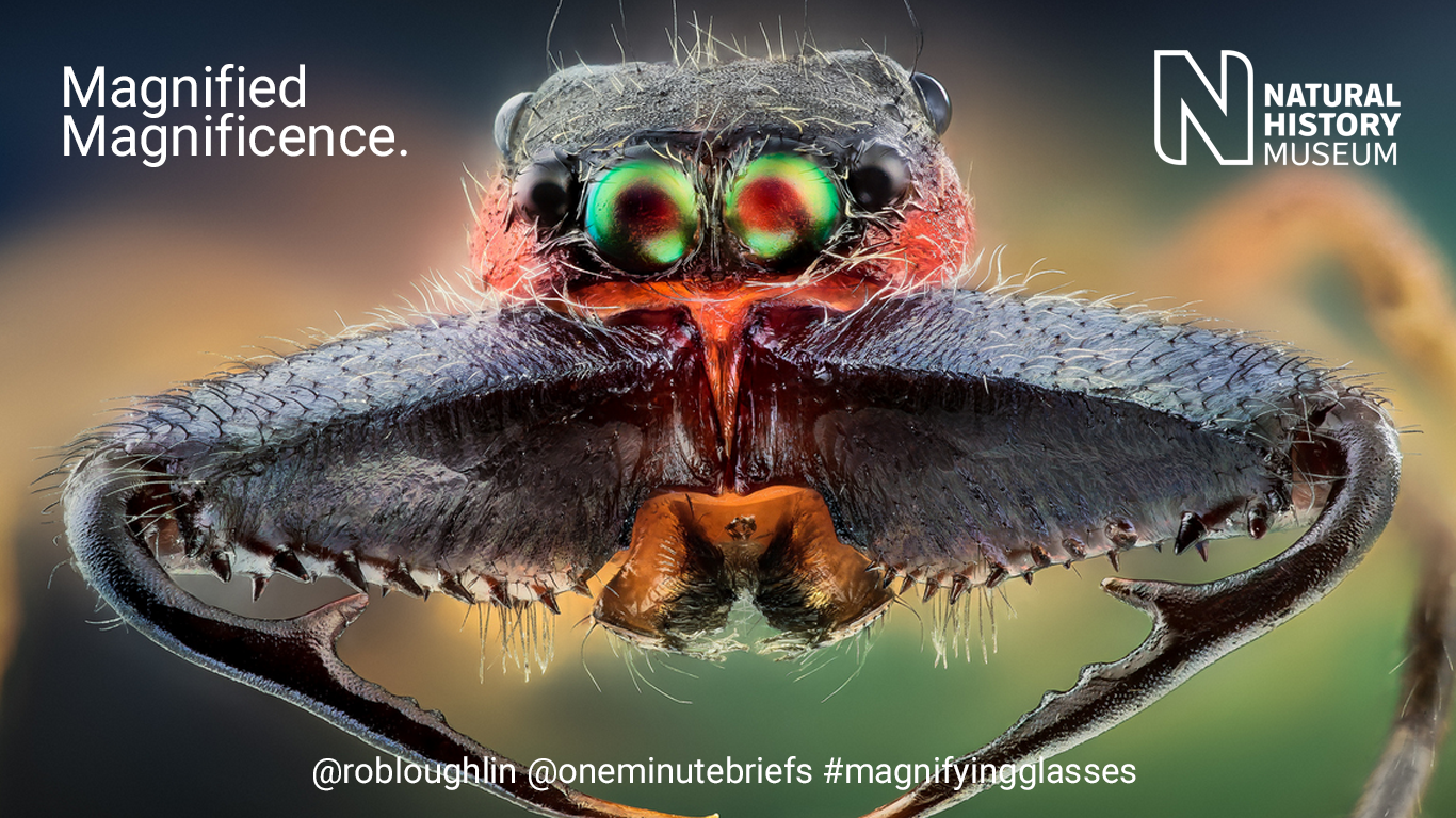 #MAGNIFYINGGLASSES