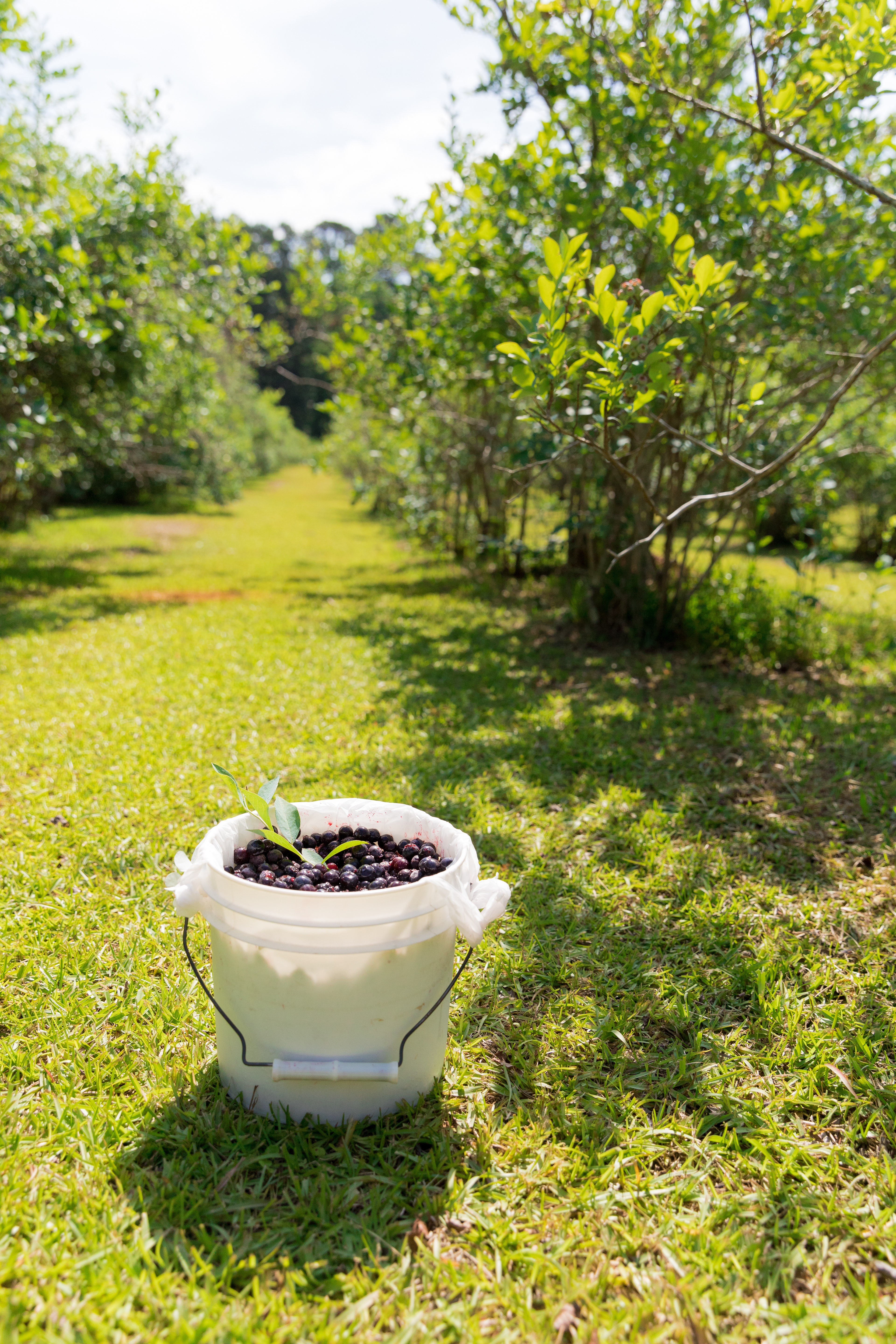 The Blueberry Place (Nacogdoches, TX) 2018 June Issue