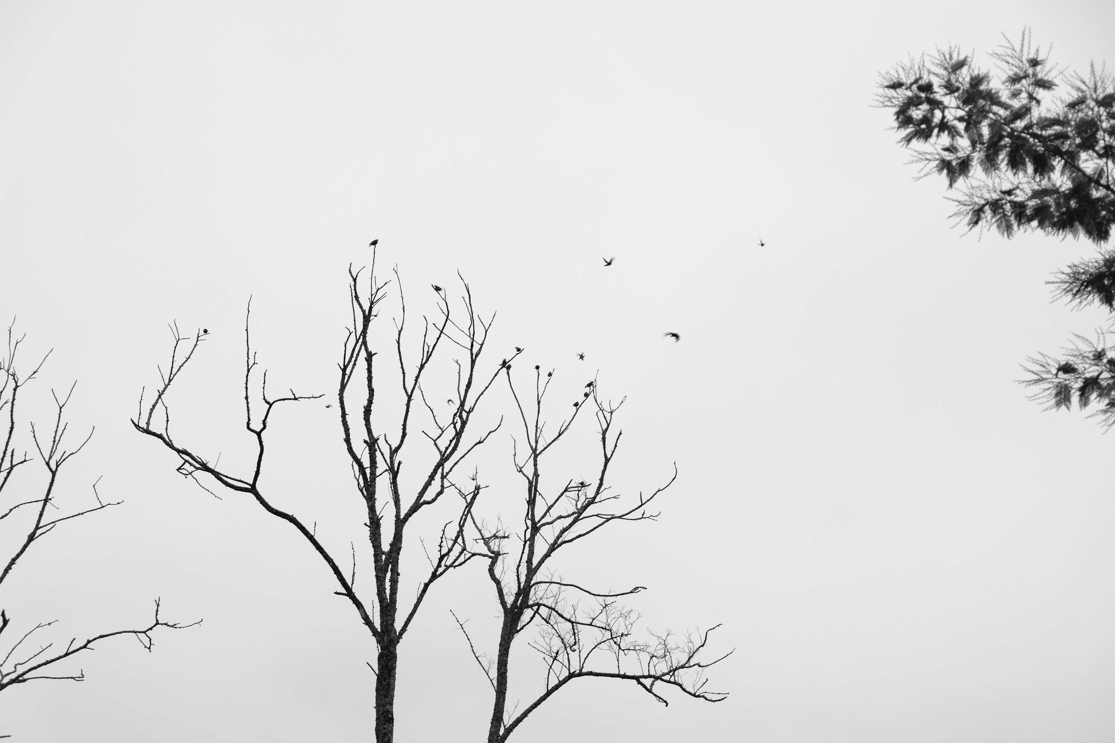 Bird on trees