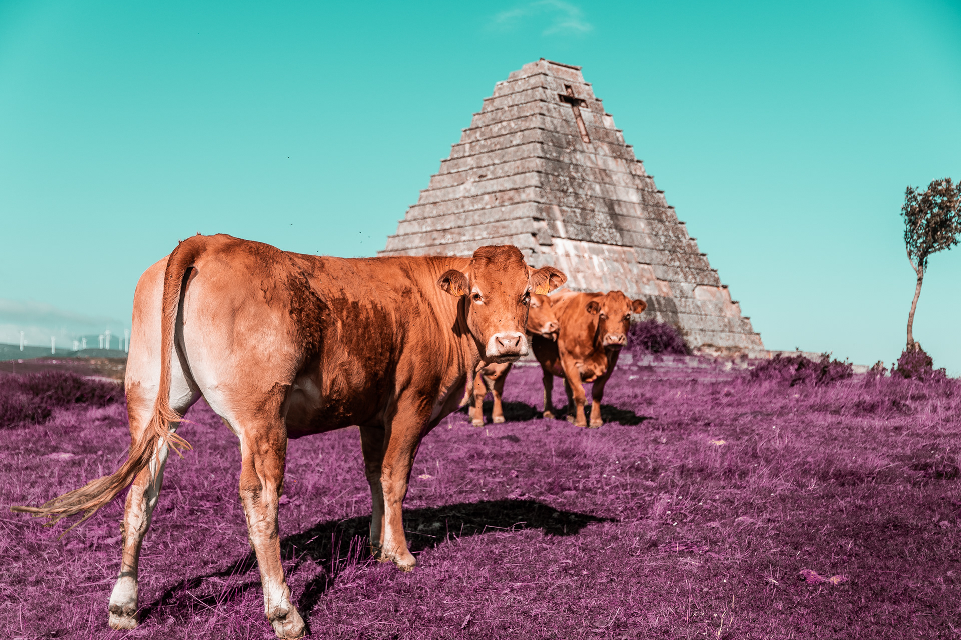 Vacas de Warhol