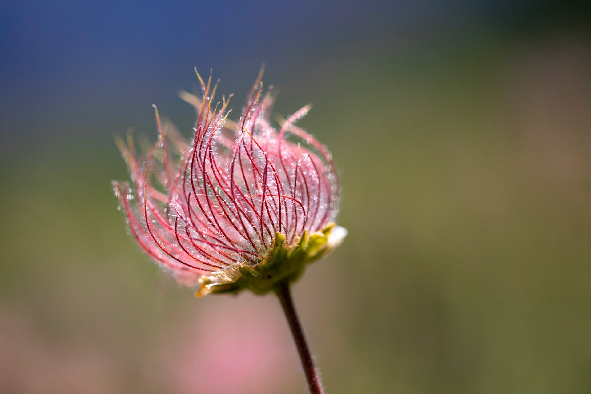 Benoîte des montagnes