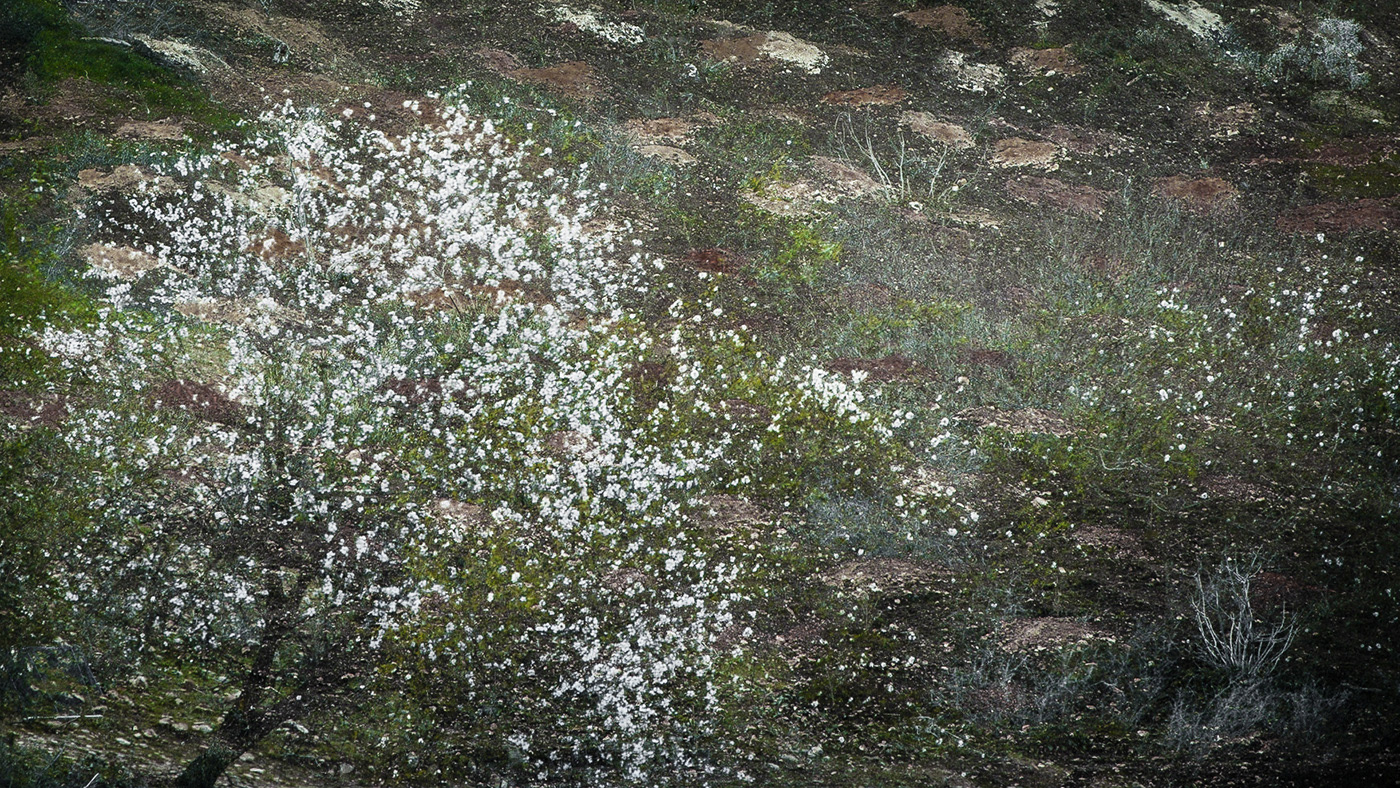 Almond Tree
