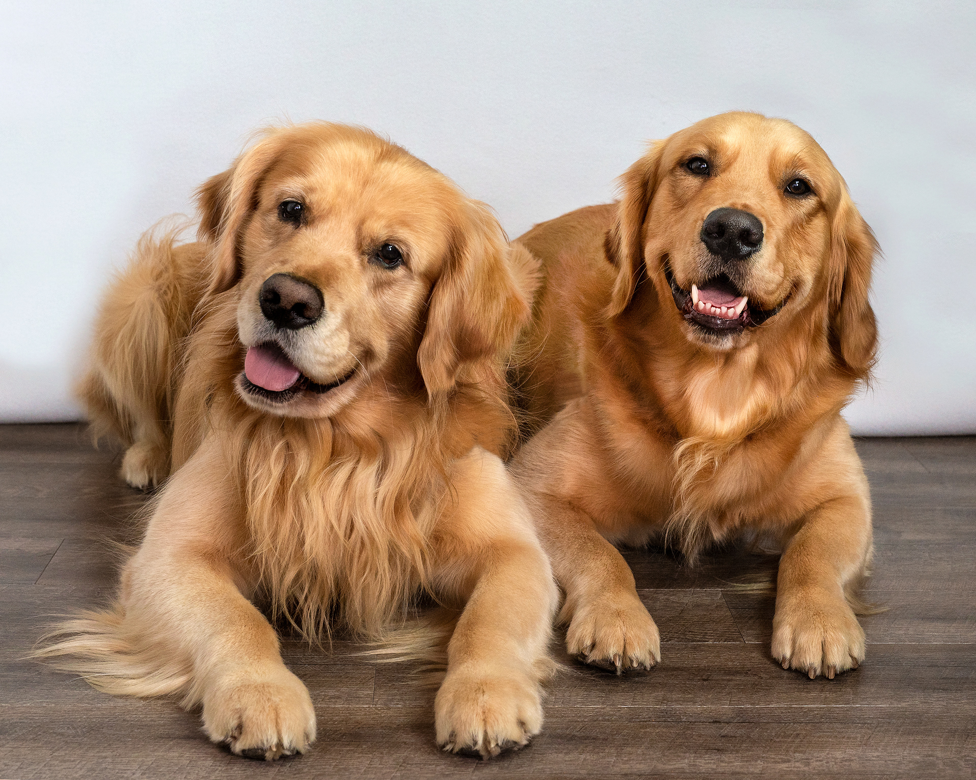 Golden Retriver dogs