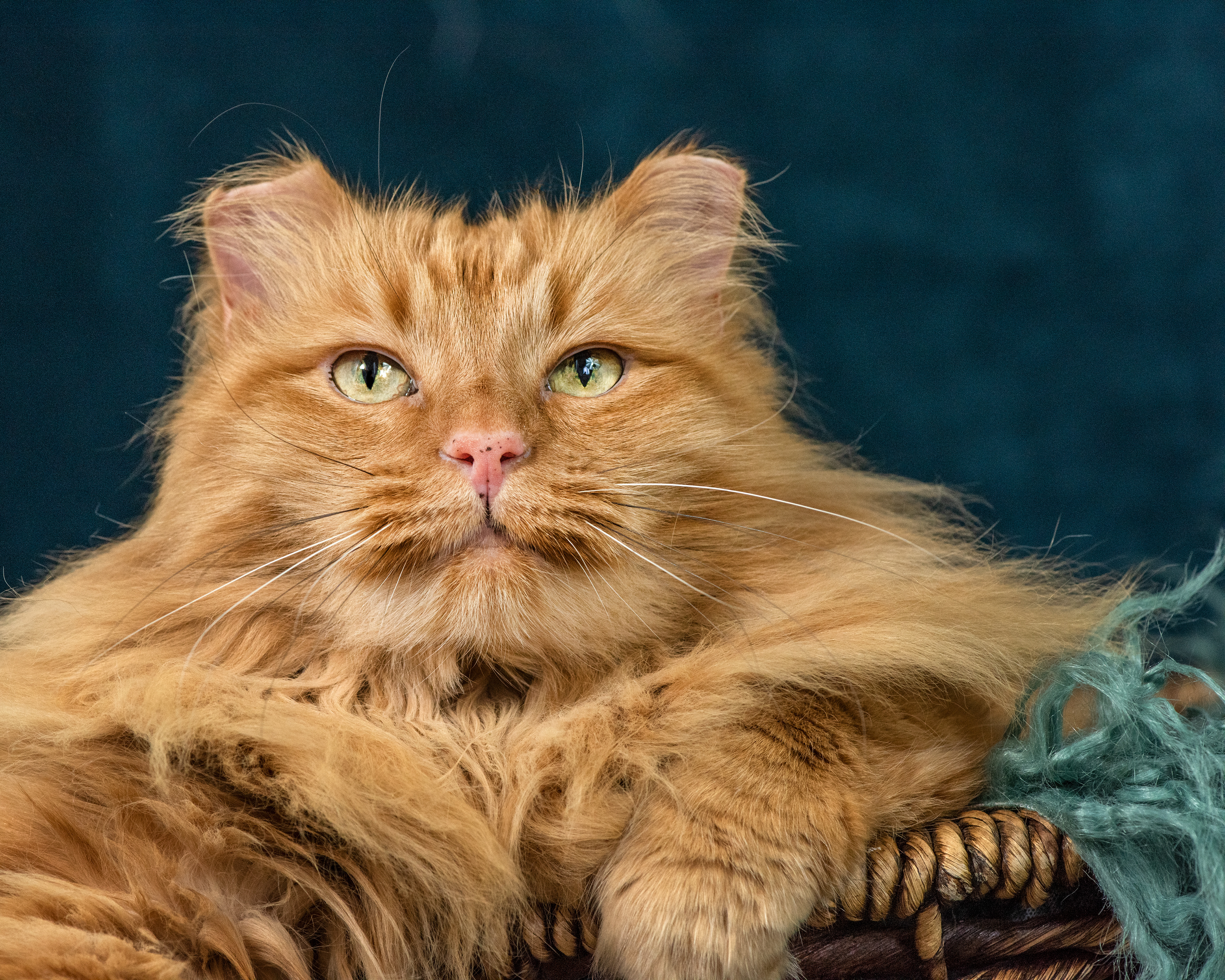 cat, kitty, feline, Maine Coon, posing, basket, orange, fur, furry, big, photo, photography, animal, love, oregon coast
