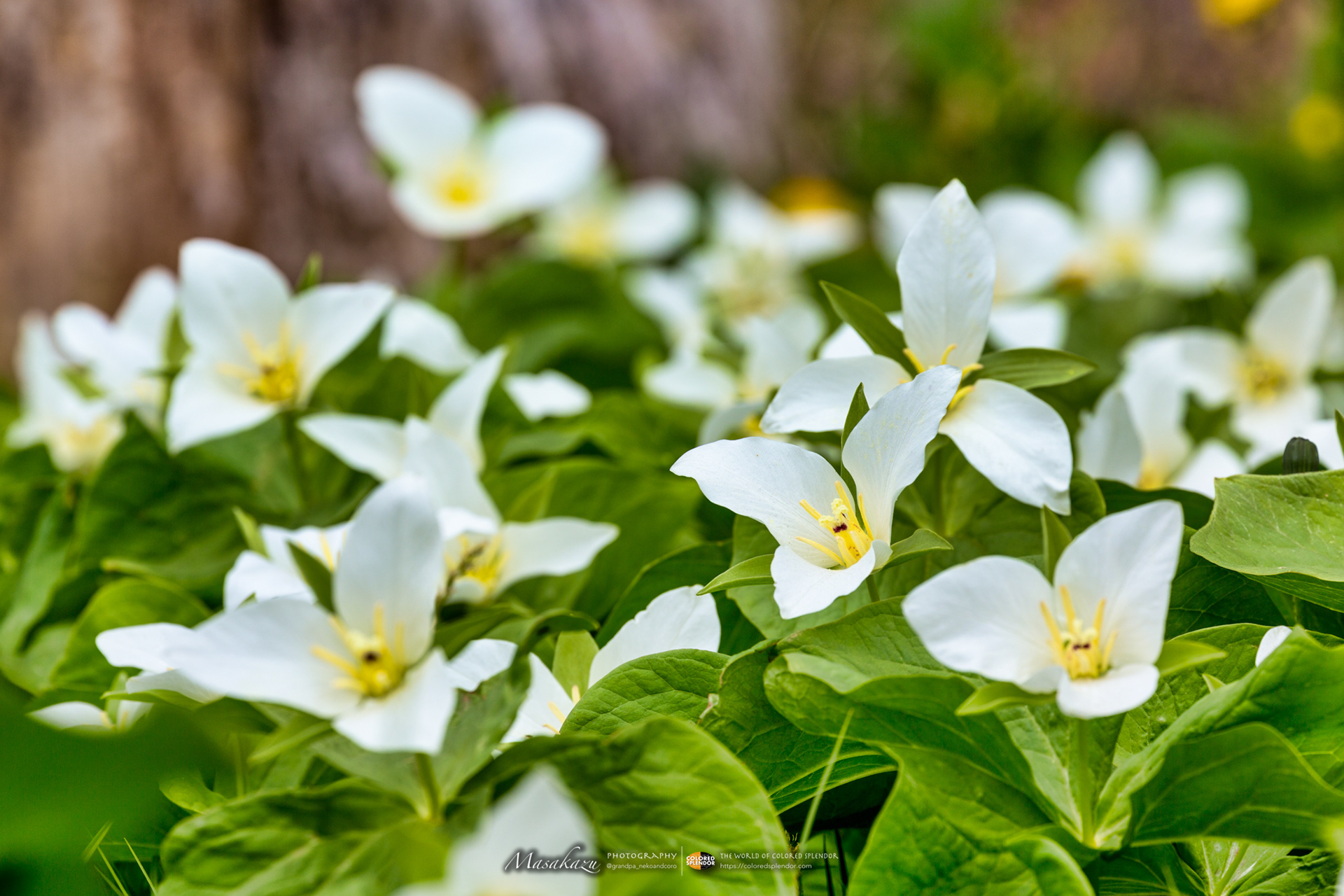 きらめく大地 Spring Ephemeral Trillium Camschatcense オオバナノエンレイソウ きらめく大地 Spring Ephemeral Trillium Camschatcense オオバナノエンレイソウ