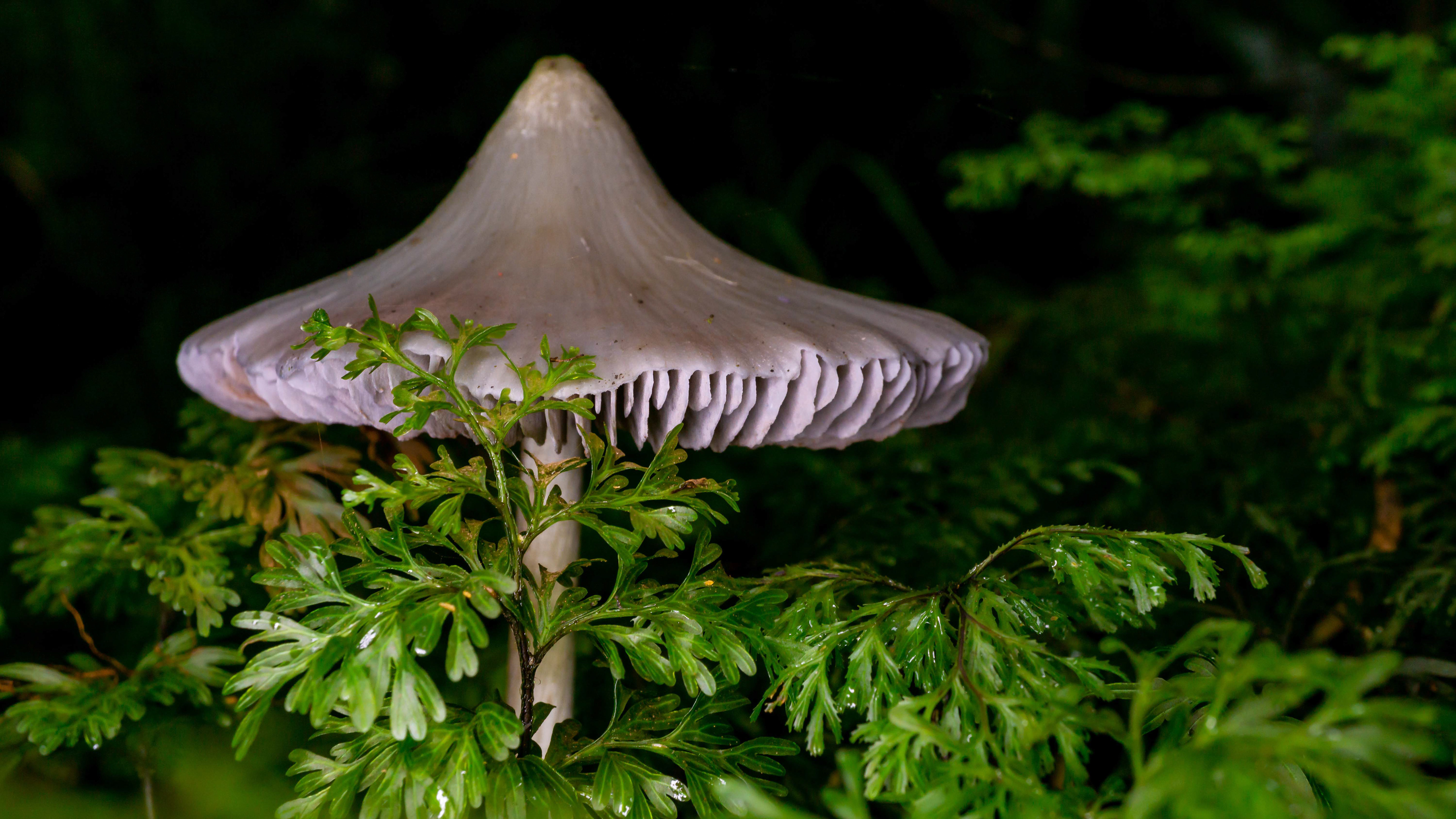 Entoloma canoconicum, Seaward Bush - Invercargill, New Zealand