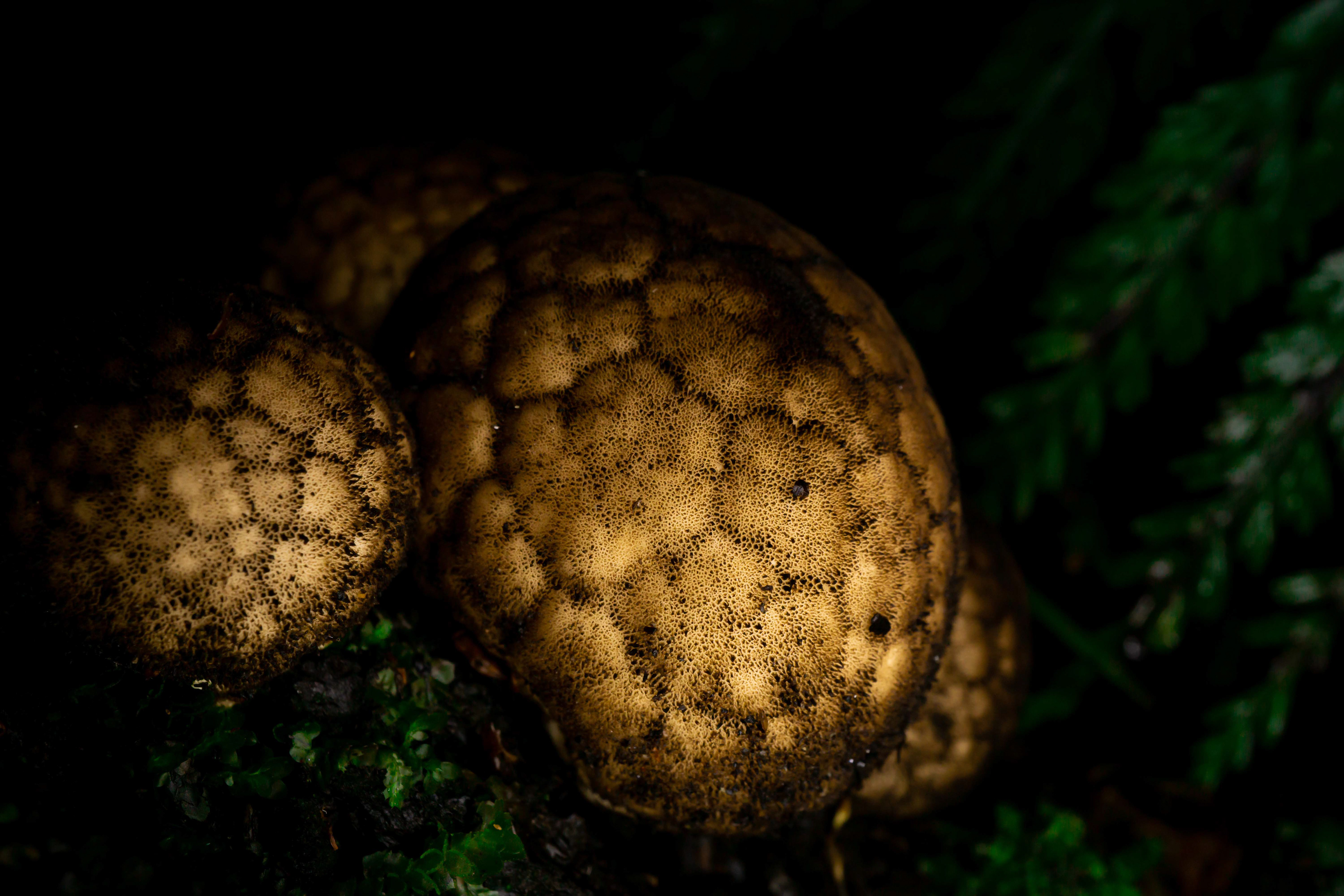Puffball, Seaward Bush - Invercargill New Zealand