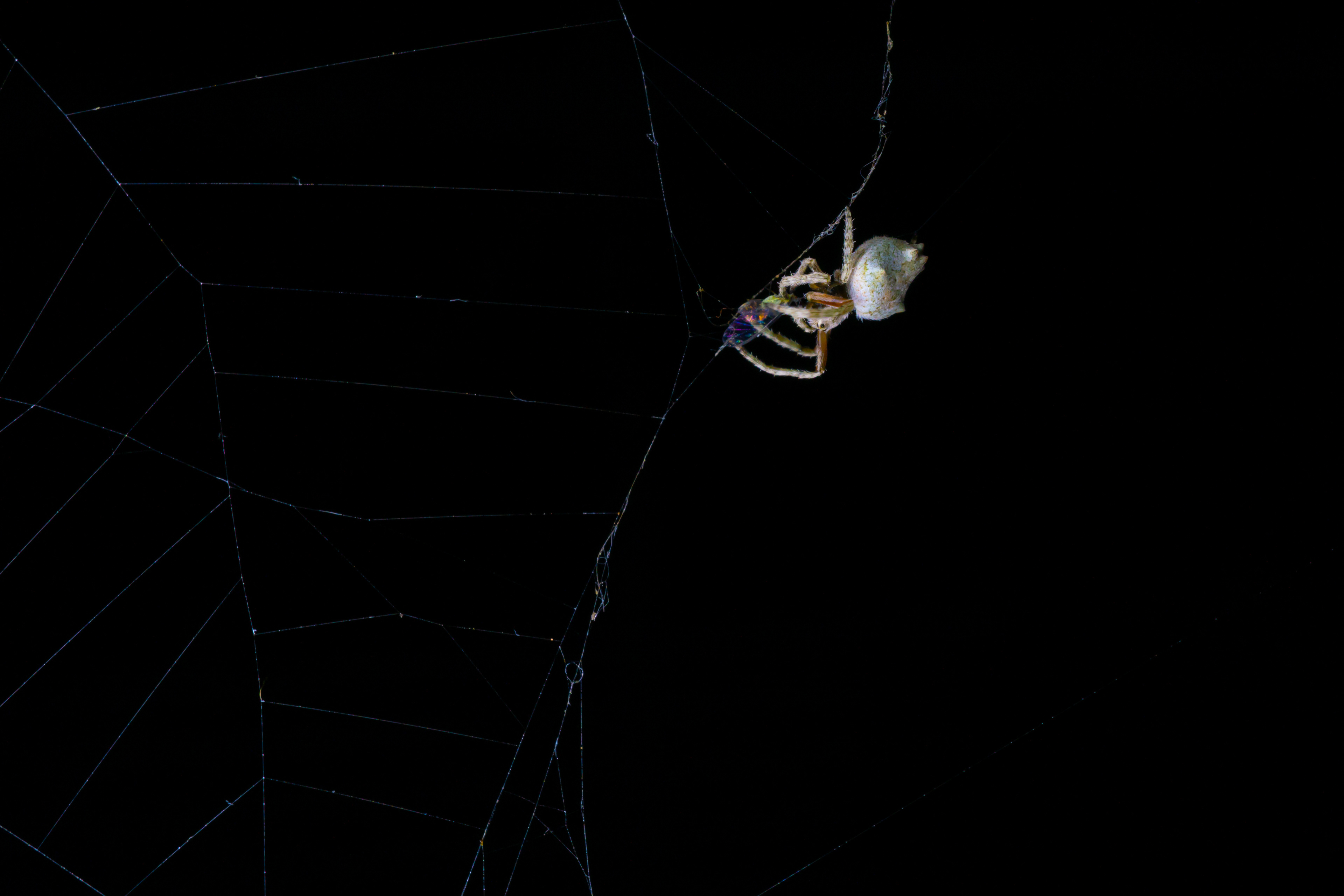 Winner Winner Spider Dinner (Orb Web Spider)