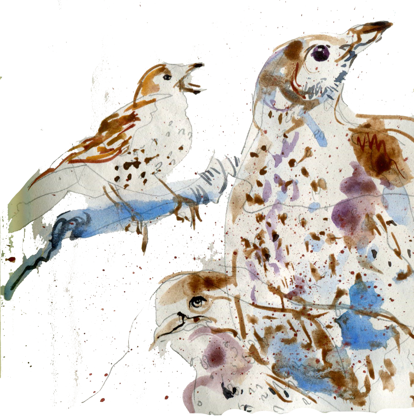Mistletoe thrush watercolor painting