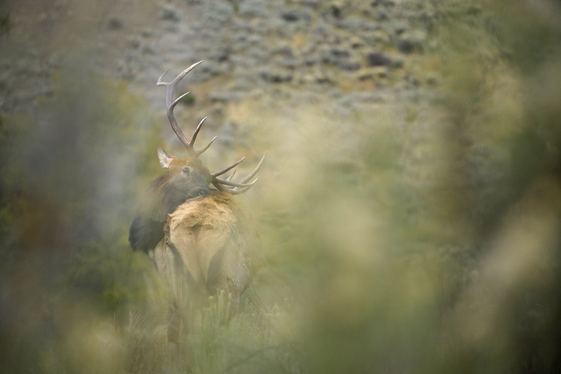 Cerb Wapiti | Yellowstone