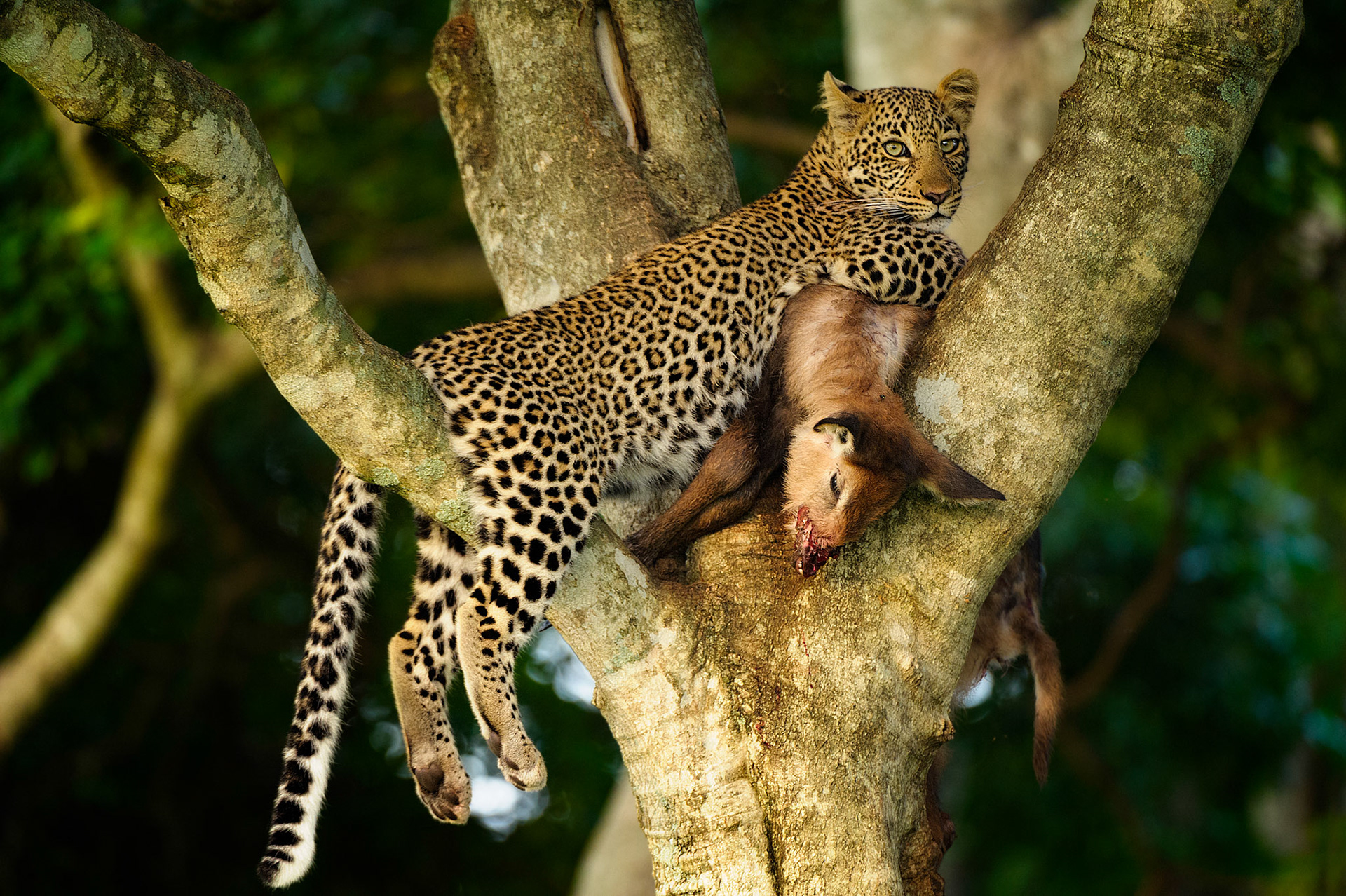 Jeune femelle léopard avec sa proie dans un arbre de la savane de la Maasaï Mara National Reserve au Kenya | Young female leopard with its prey in a tree in Maasaï Mara National Reserve