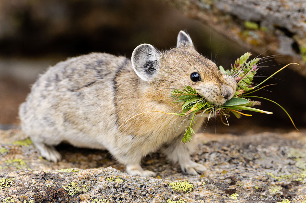 Greg Forcey - Lagomorphs and Rodents