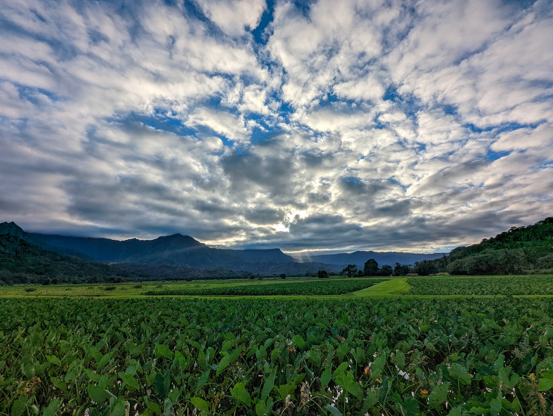 Taro fields, Princeville