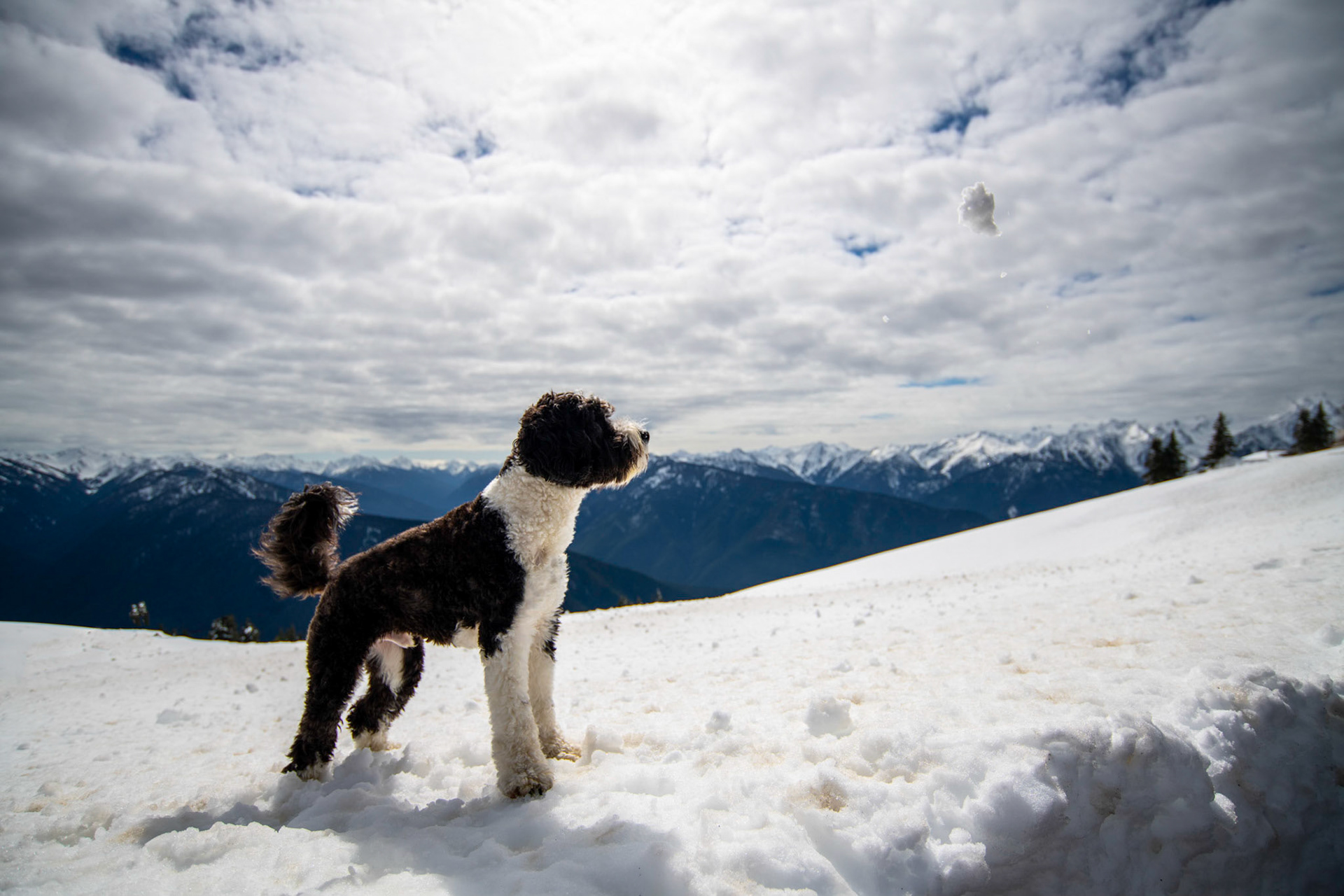 slate.theaussiedoodle@ Hurricane Ridge