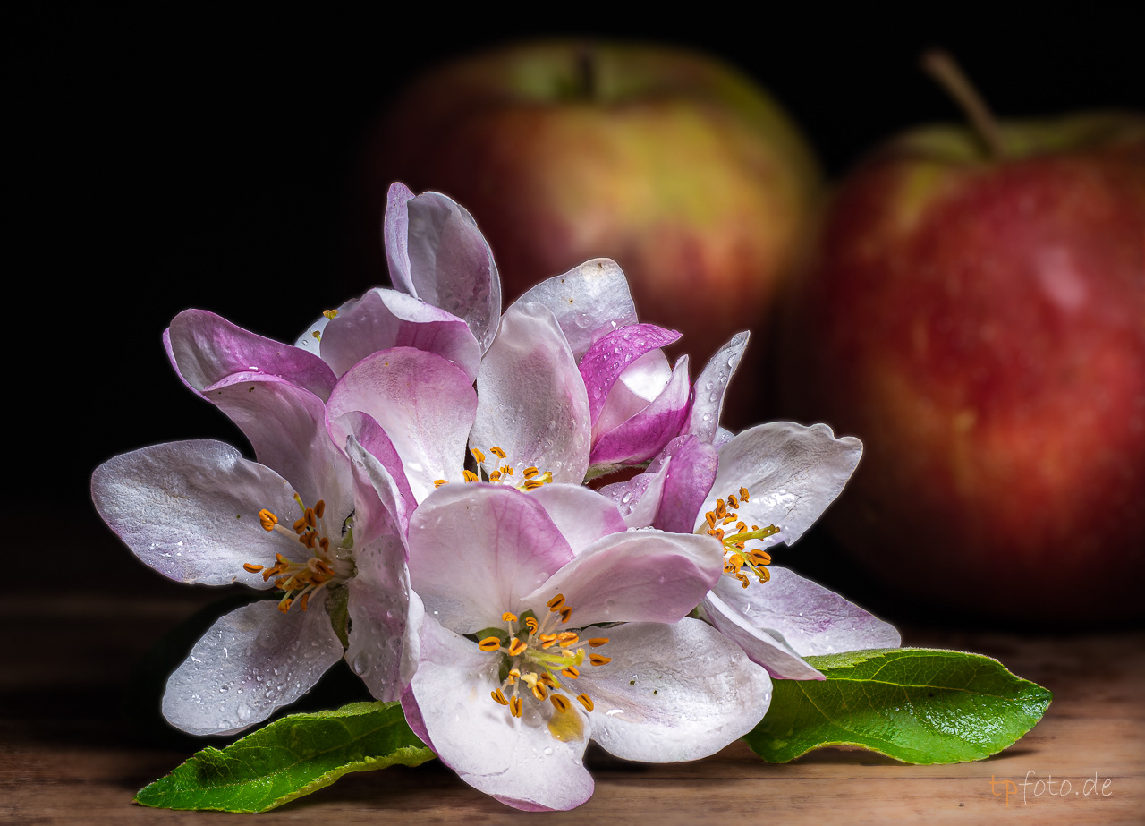 Apfelblüte vor reifen Äpfeln