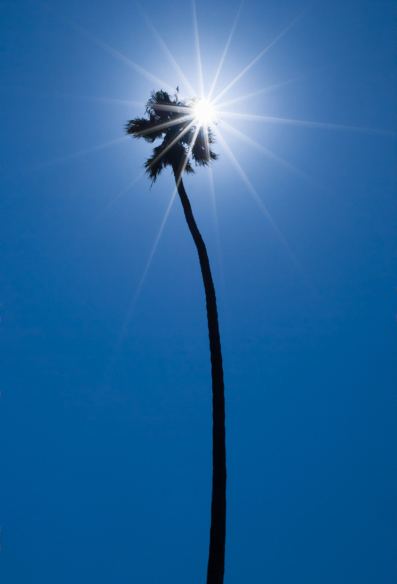 Sun Peeking through a Palm Tree in California
