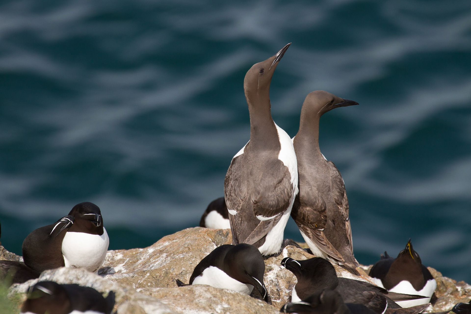 Guillemots and razorbills