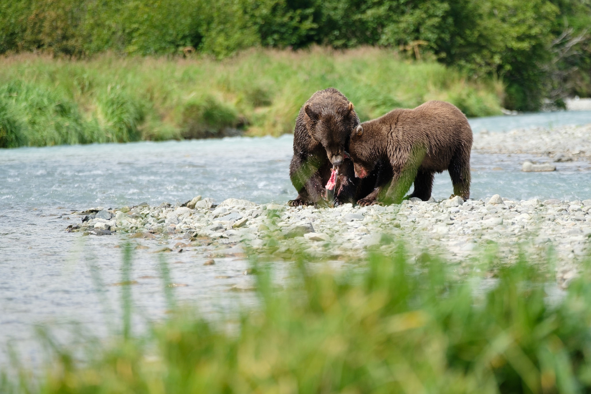 Aerial and cub feeding on salmon