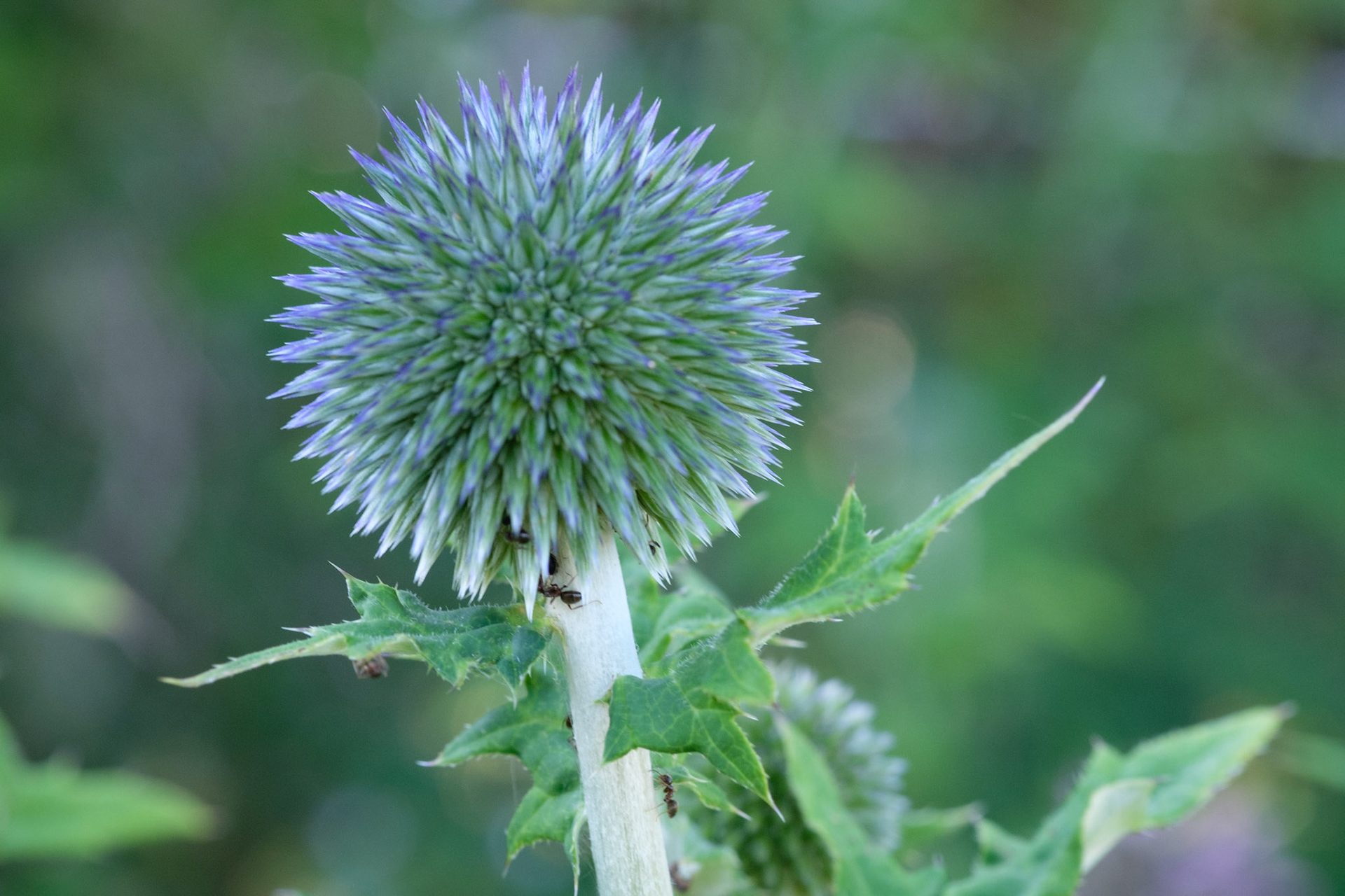 Echinops ritro ‘Veitch’s Blue’ (in front of fruit cage)
