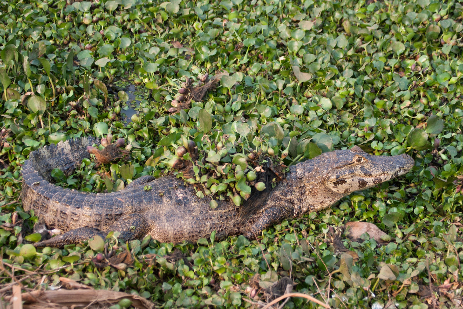 Caiman