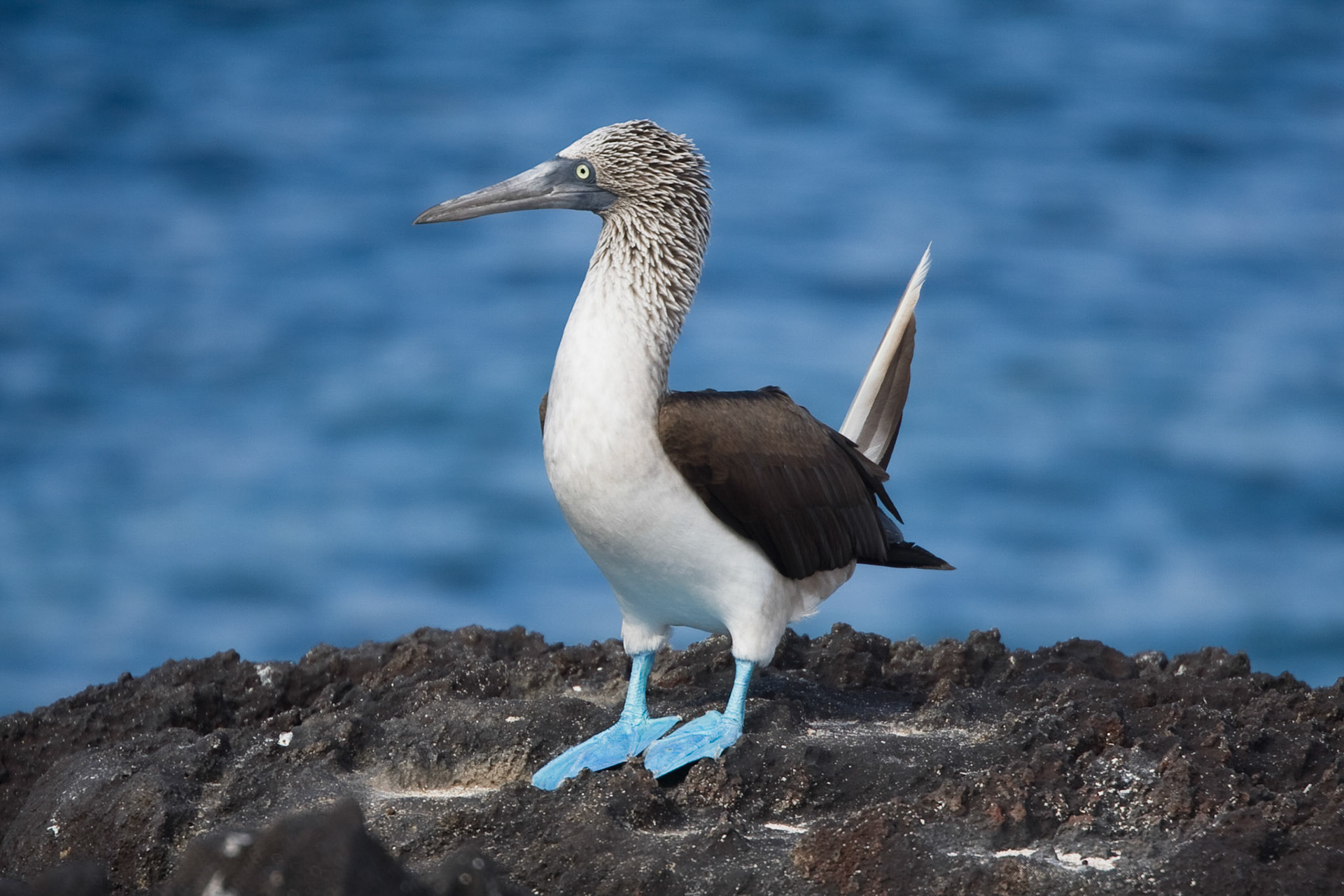 Blue footed booby