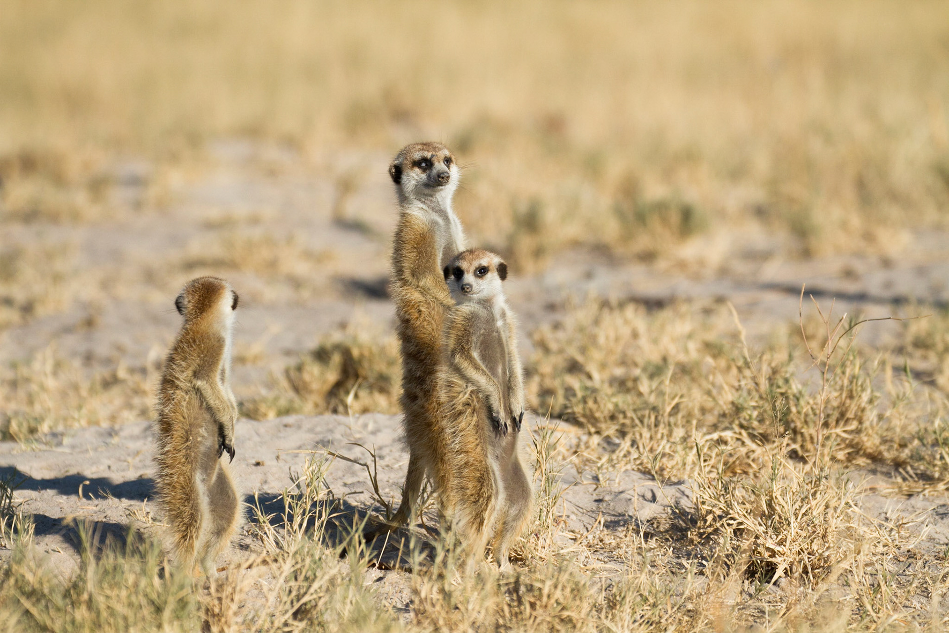 Meerkats in the Makgadikgadi