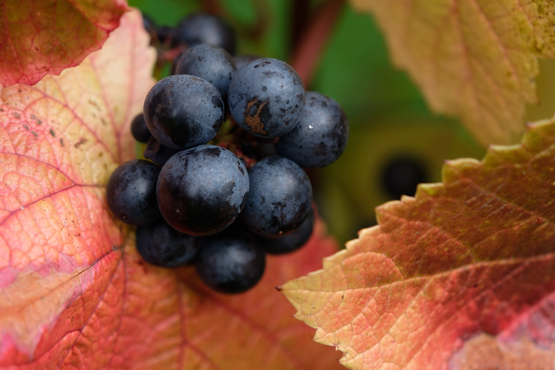 Rondo vines, Ten Acres Vineyard