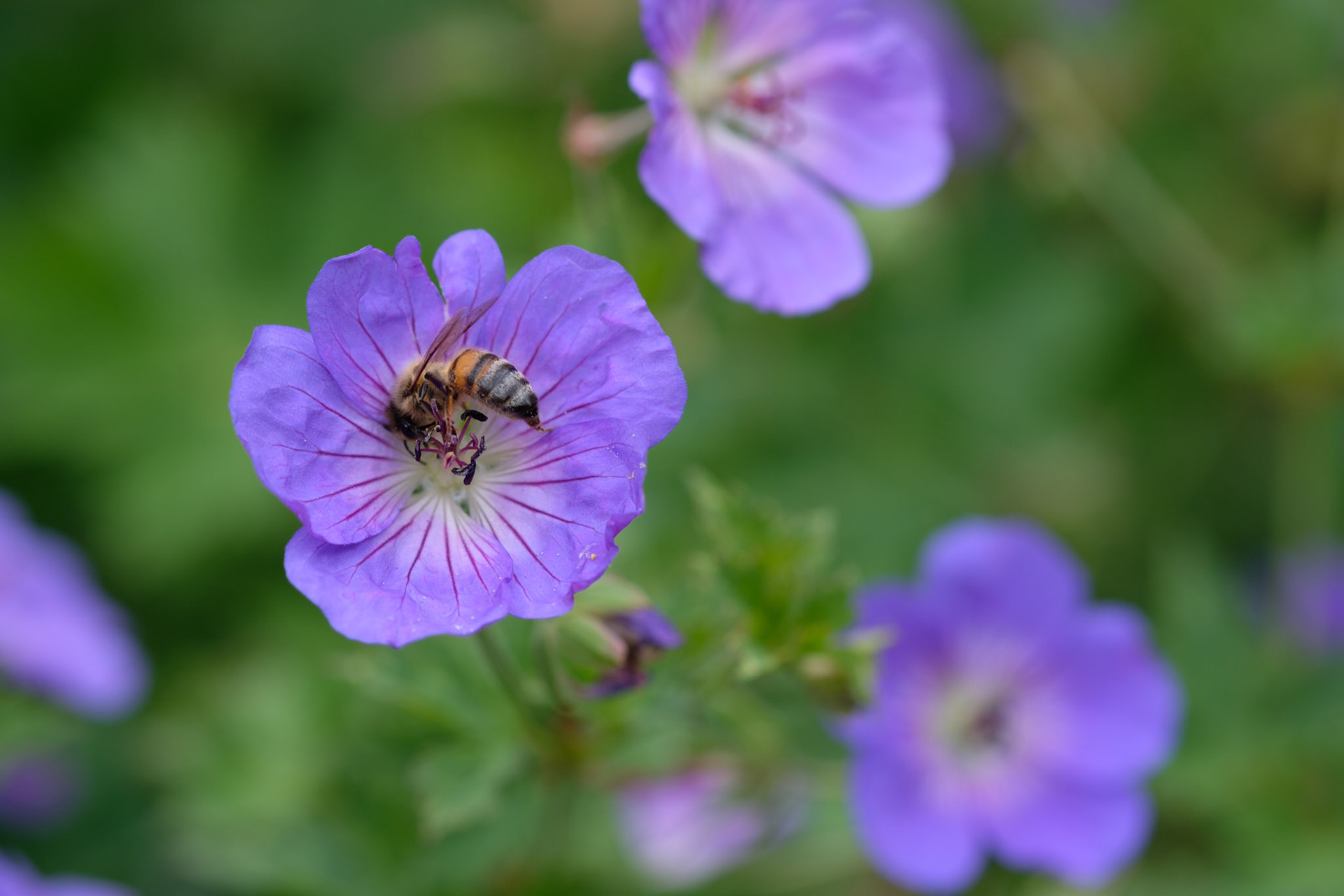 Honey bee on geranium (patio)