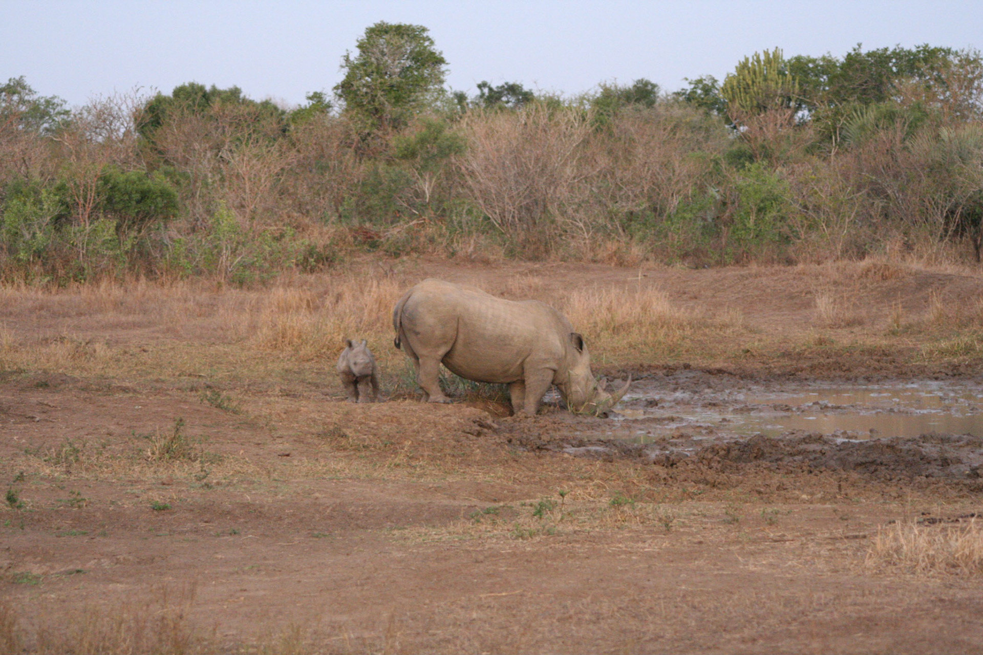 White rhino with calf