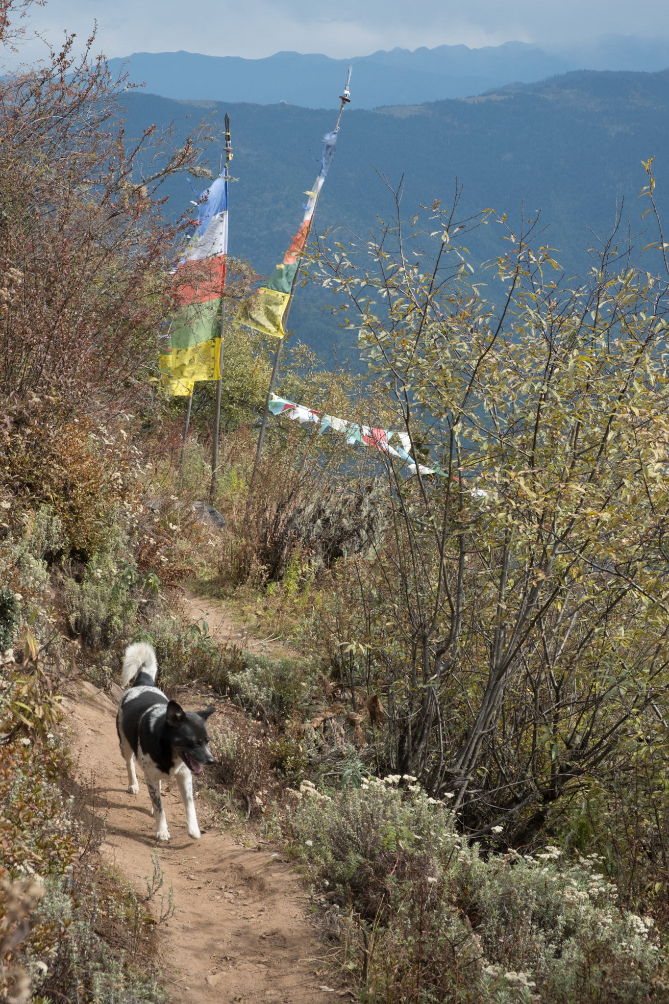 Picked up a companion at lunch!