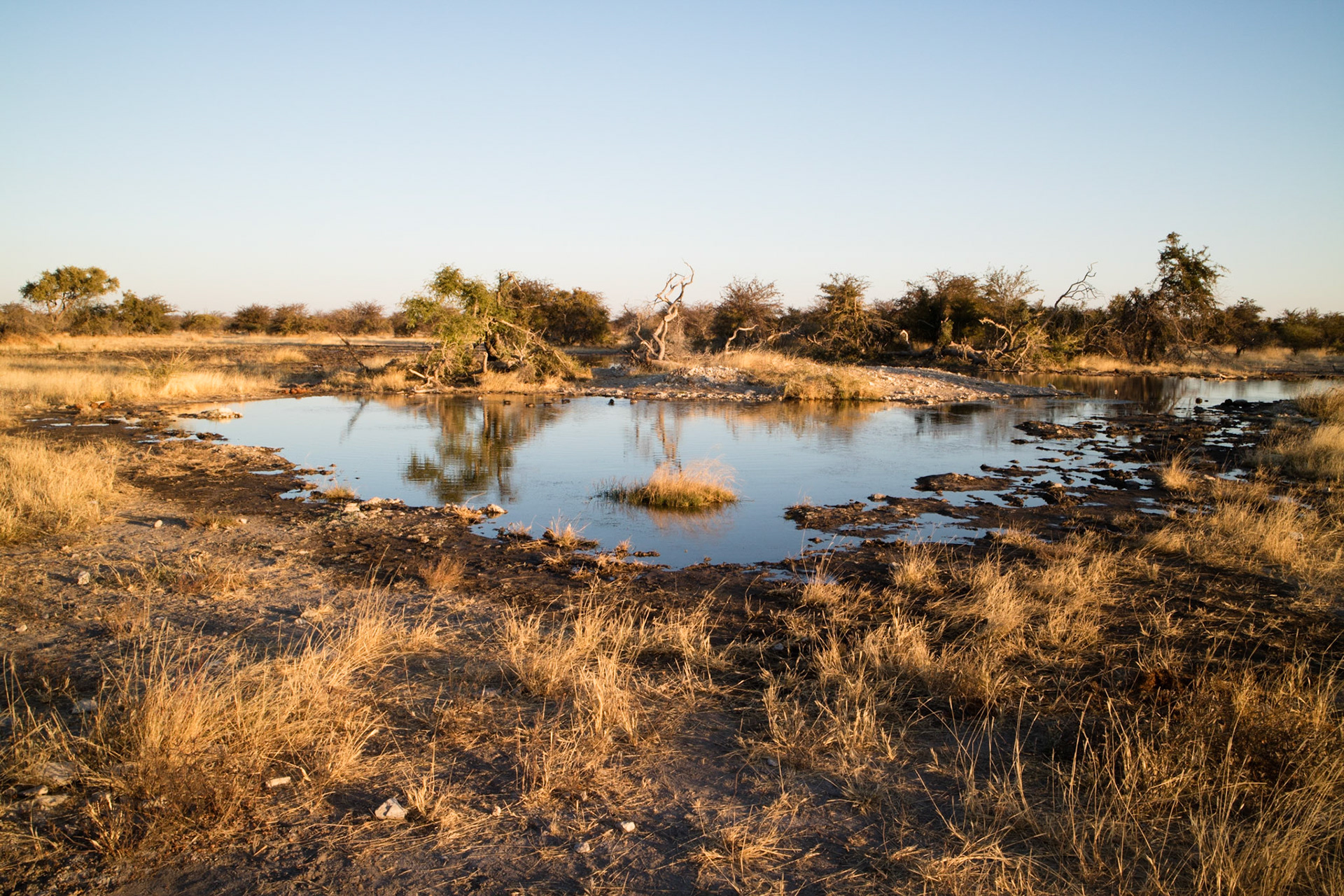 Late afternoon at a waterhole, Makgadikgadi