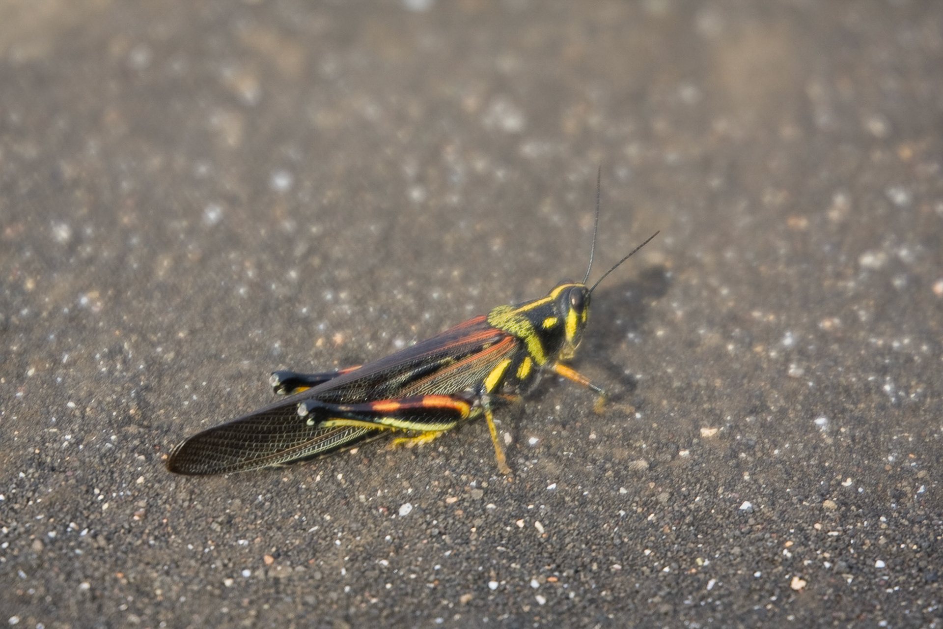 Grasshopper