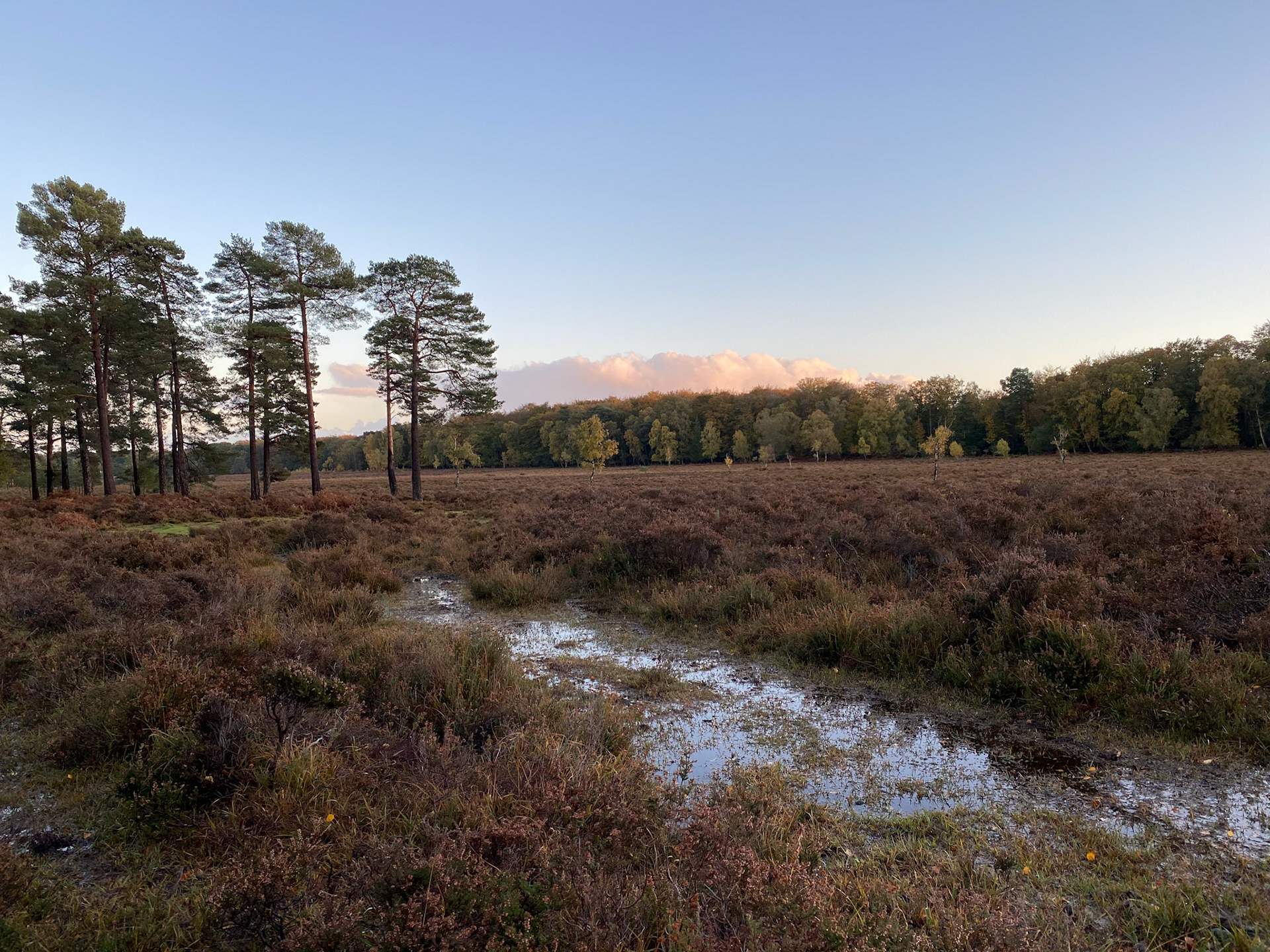 Ober Heath in the late afternoon sun
