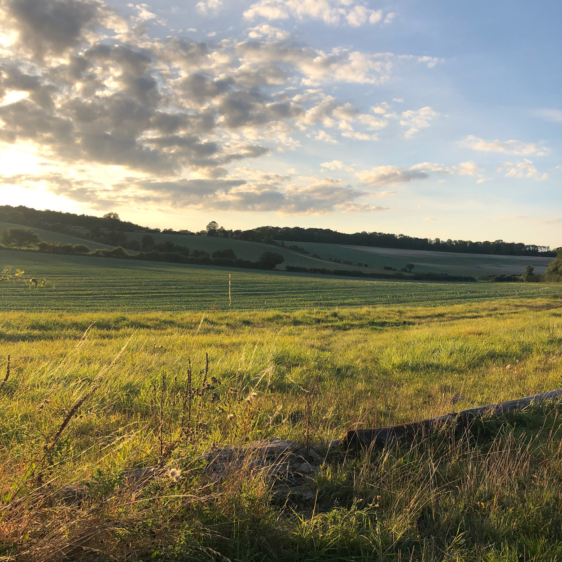 Evening light near Tichborne