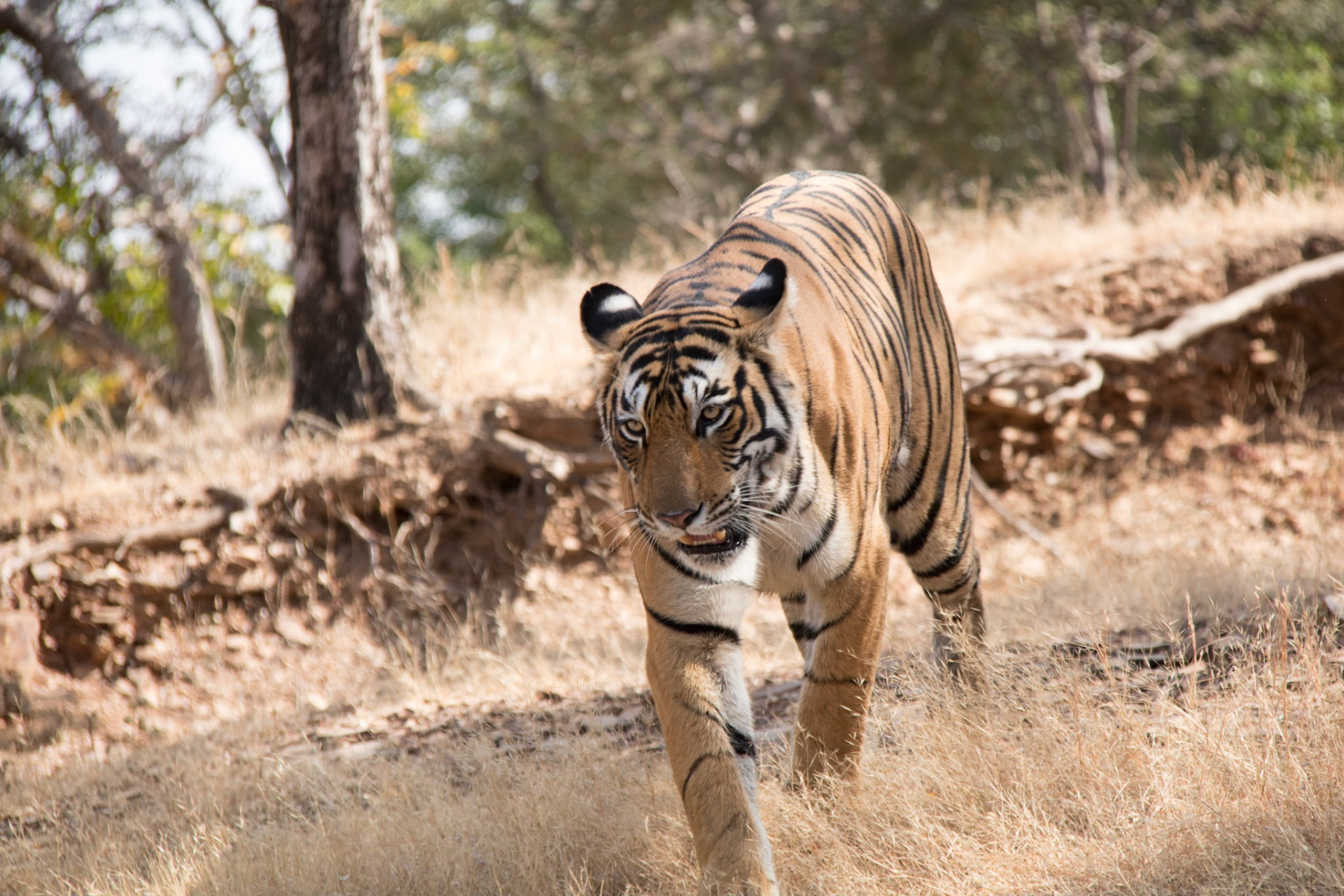 Female tiger T84 (Arrowhead), Ranthambore zone 3