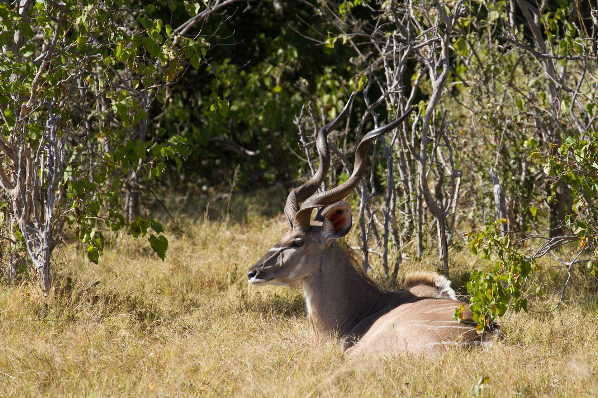 Male kudu