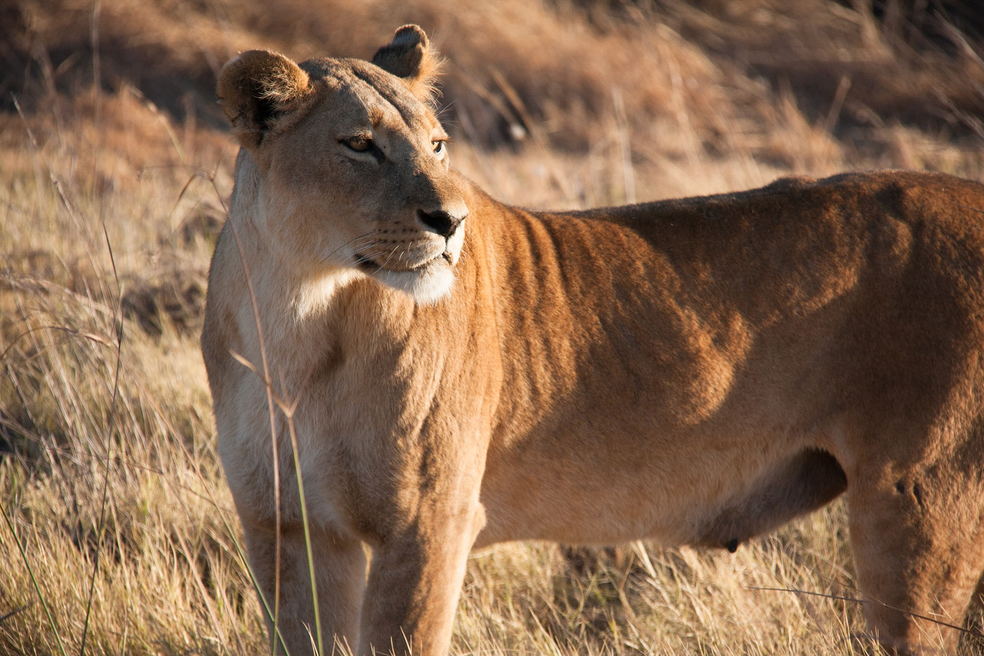 Female lion, Selinda