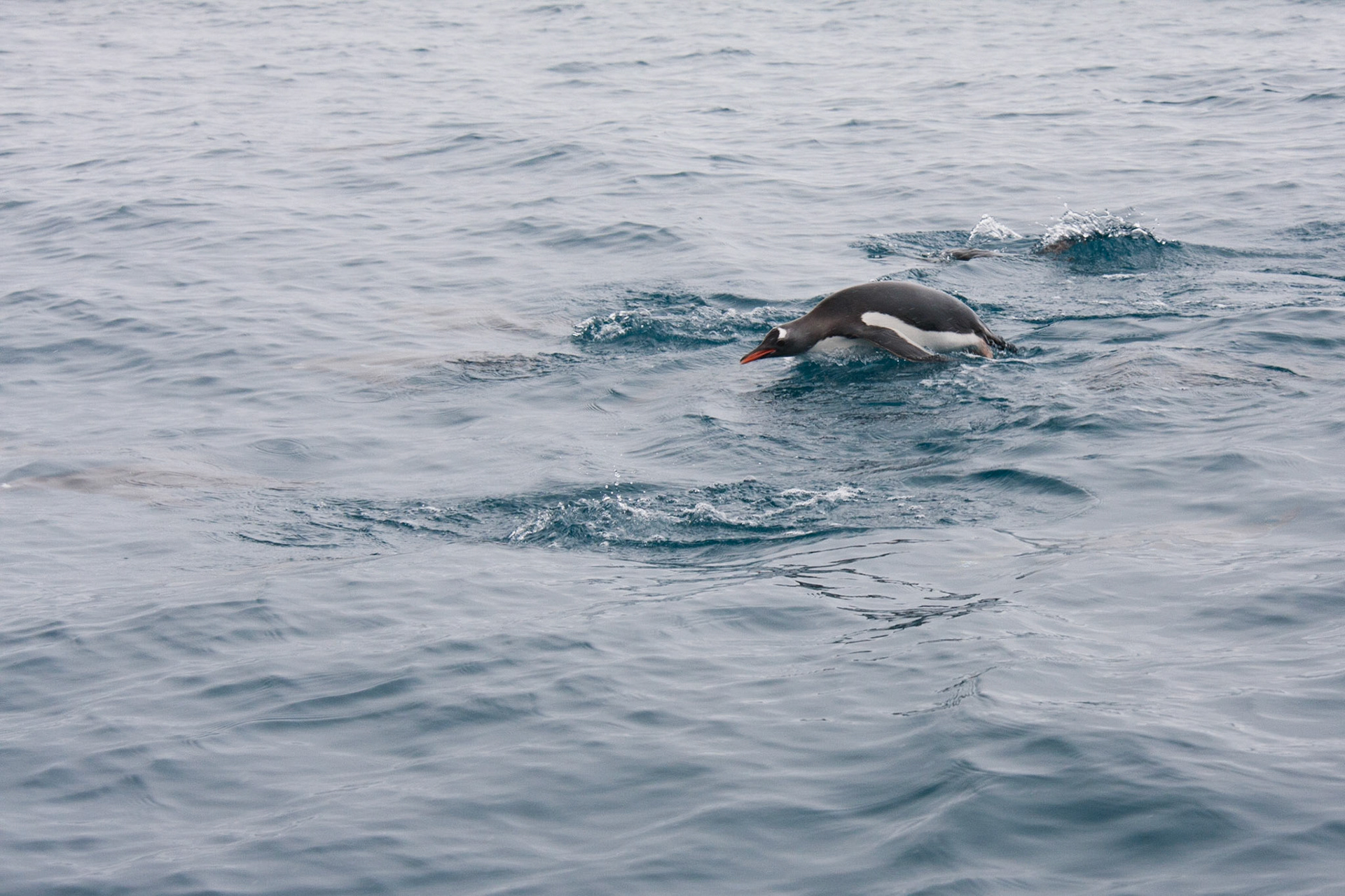 Gentoo penguin in the water