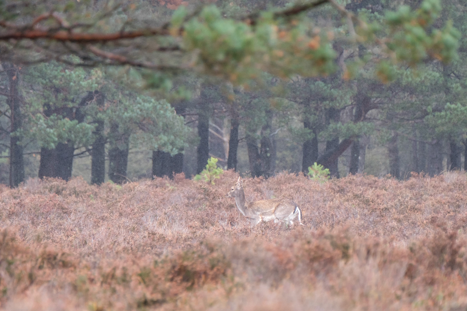 Fallow deer doe