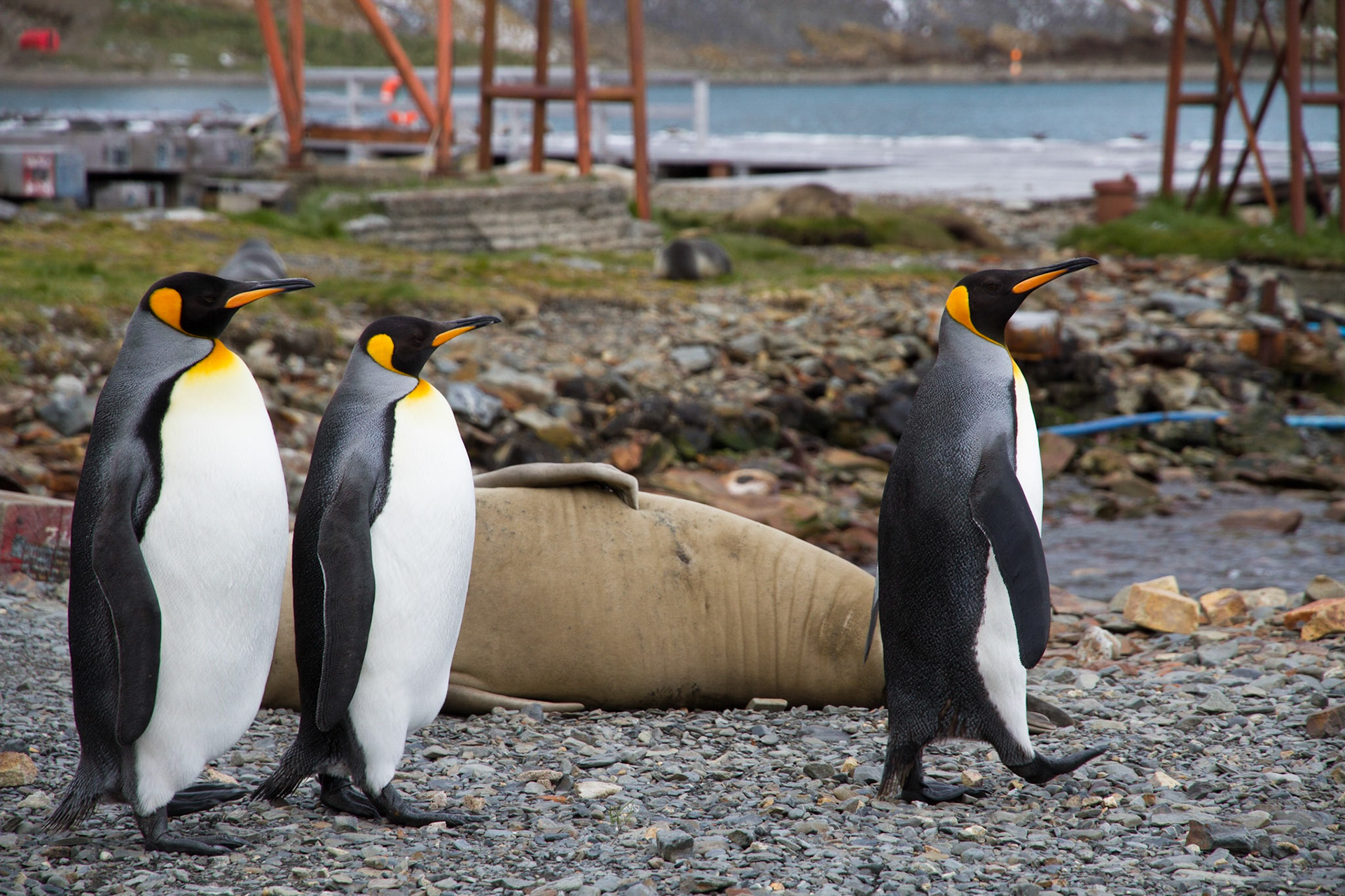 King penguins at Grytviken