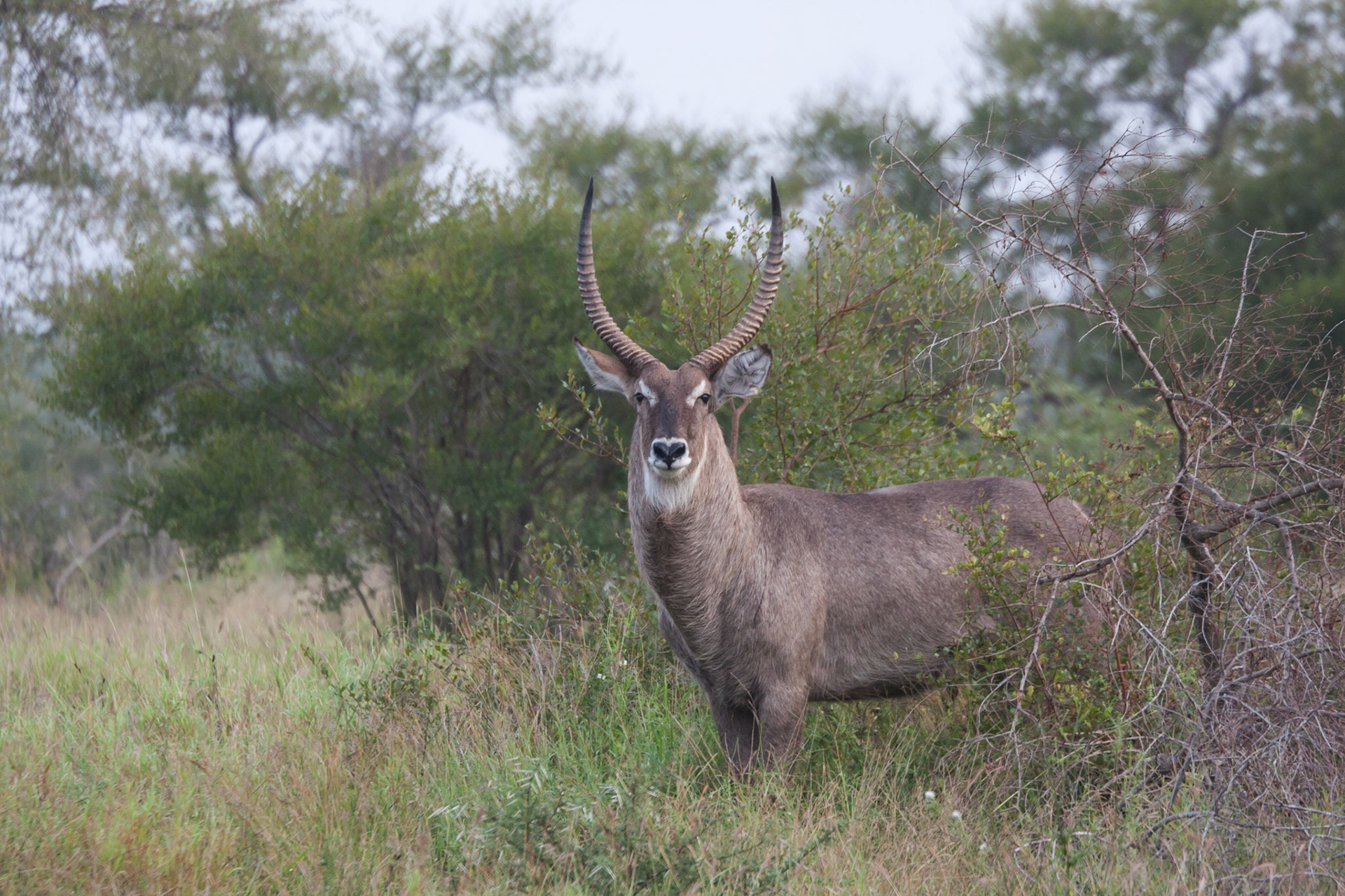 Male waterbuck